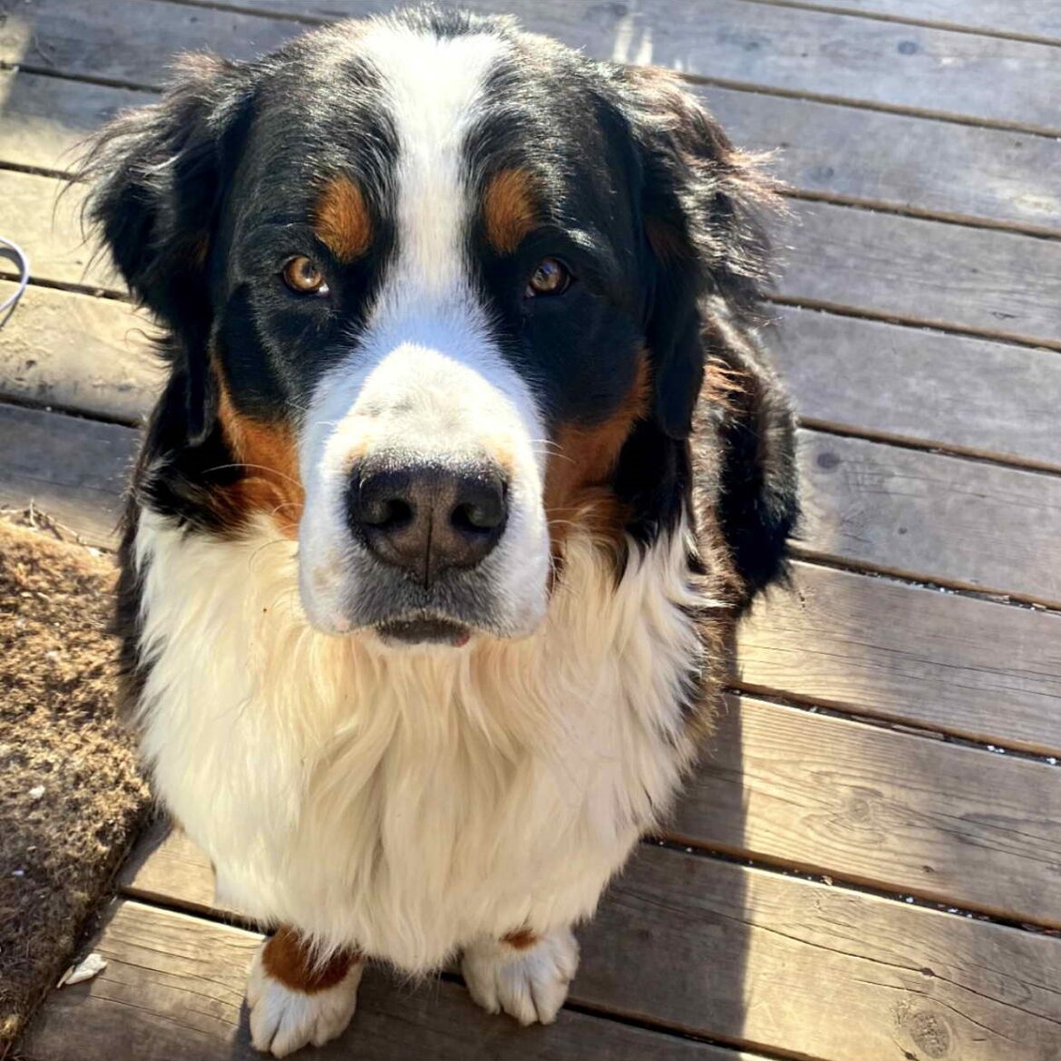 Bernese mountain dog