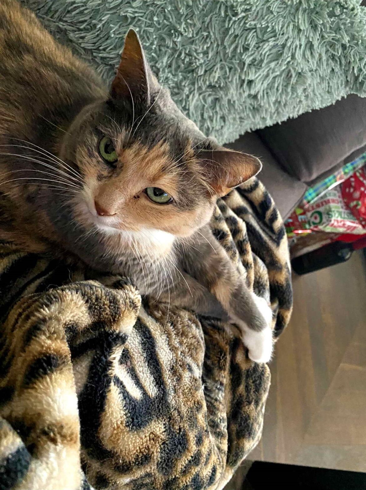 Bubbles Calico Cat fleas ticks treatment prevention symptoms