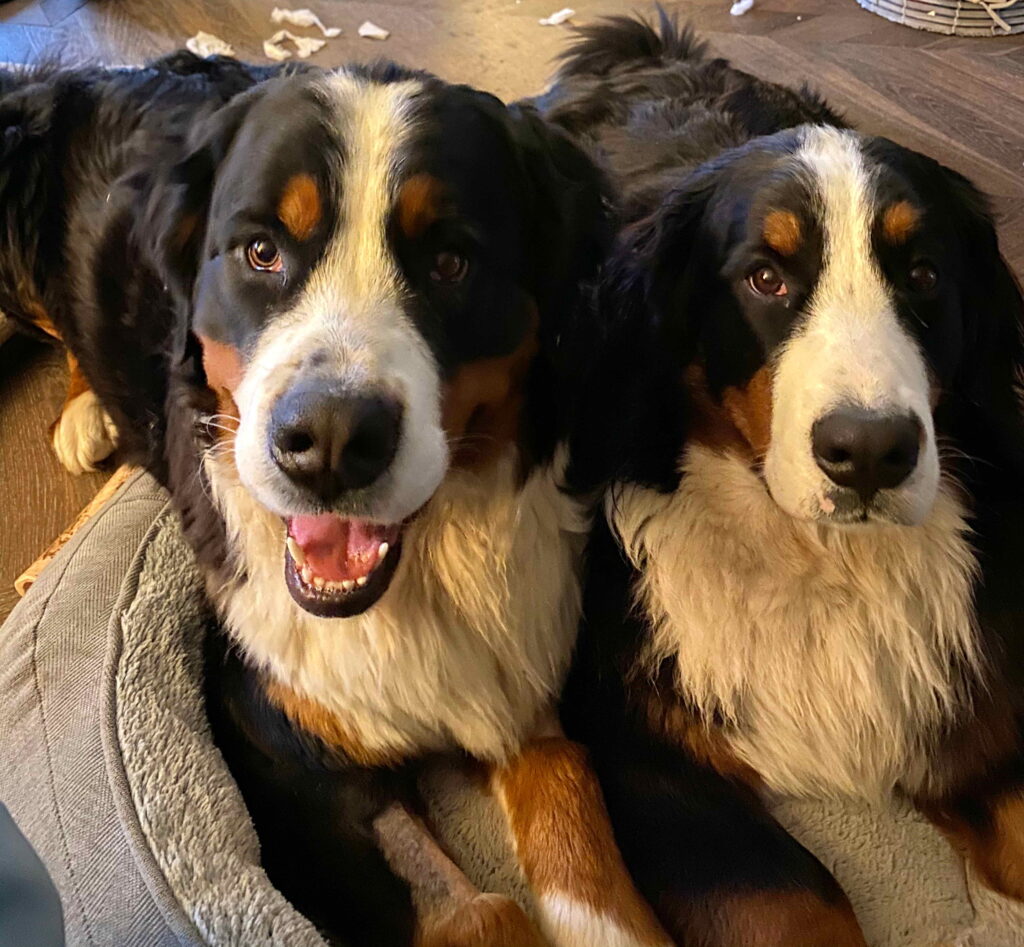 Bernese mountain dogs