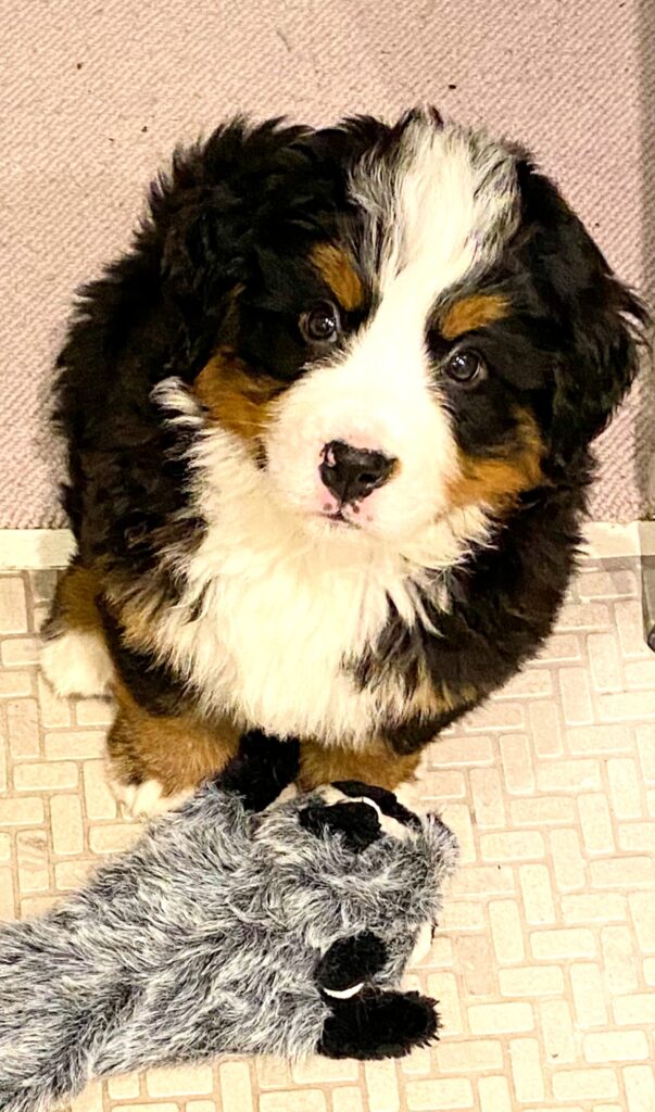 cute Bernese mountain dog puppy