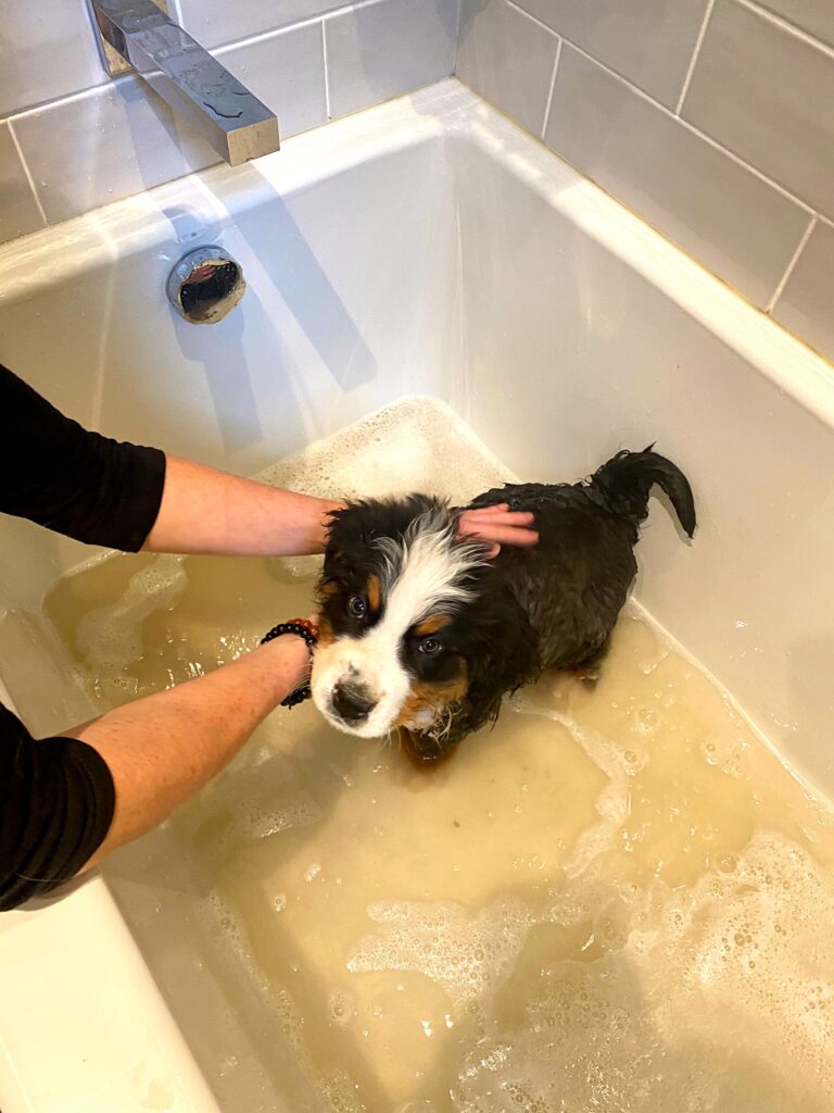 Cute Bernese Mountain dog bath time