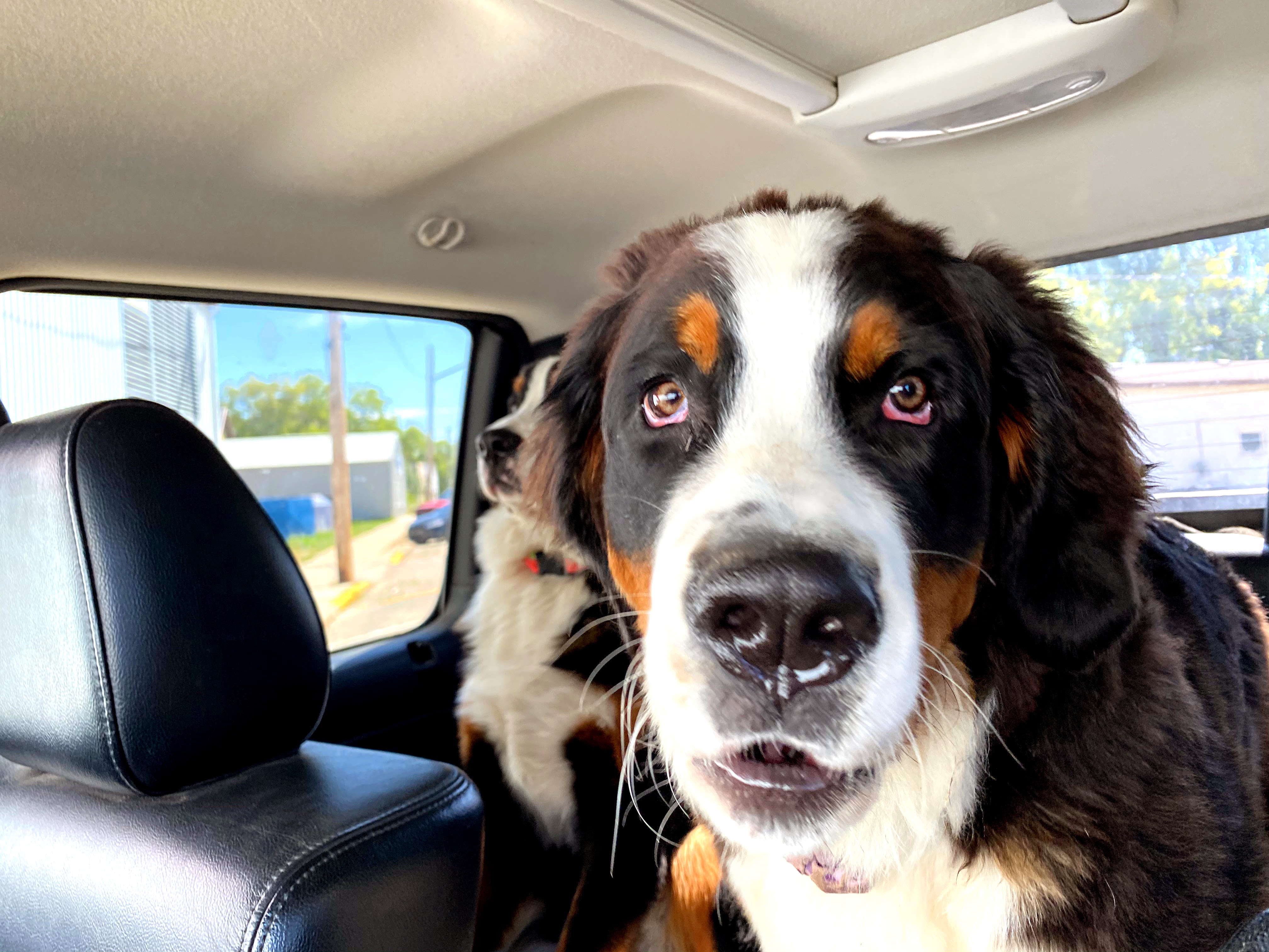 funny bernese mountain dog