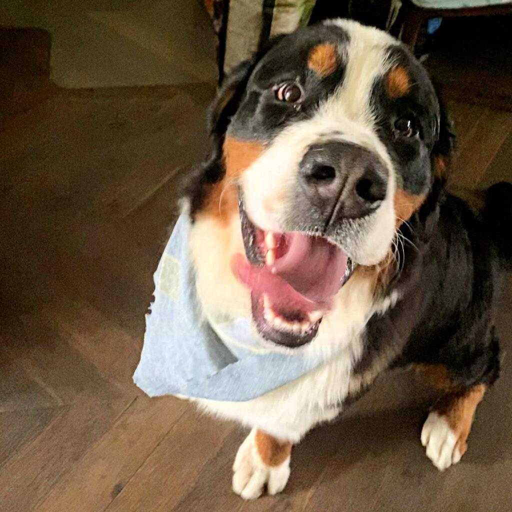 happy Bernese mountain dog