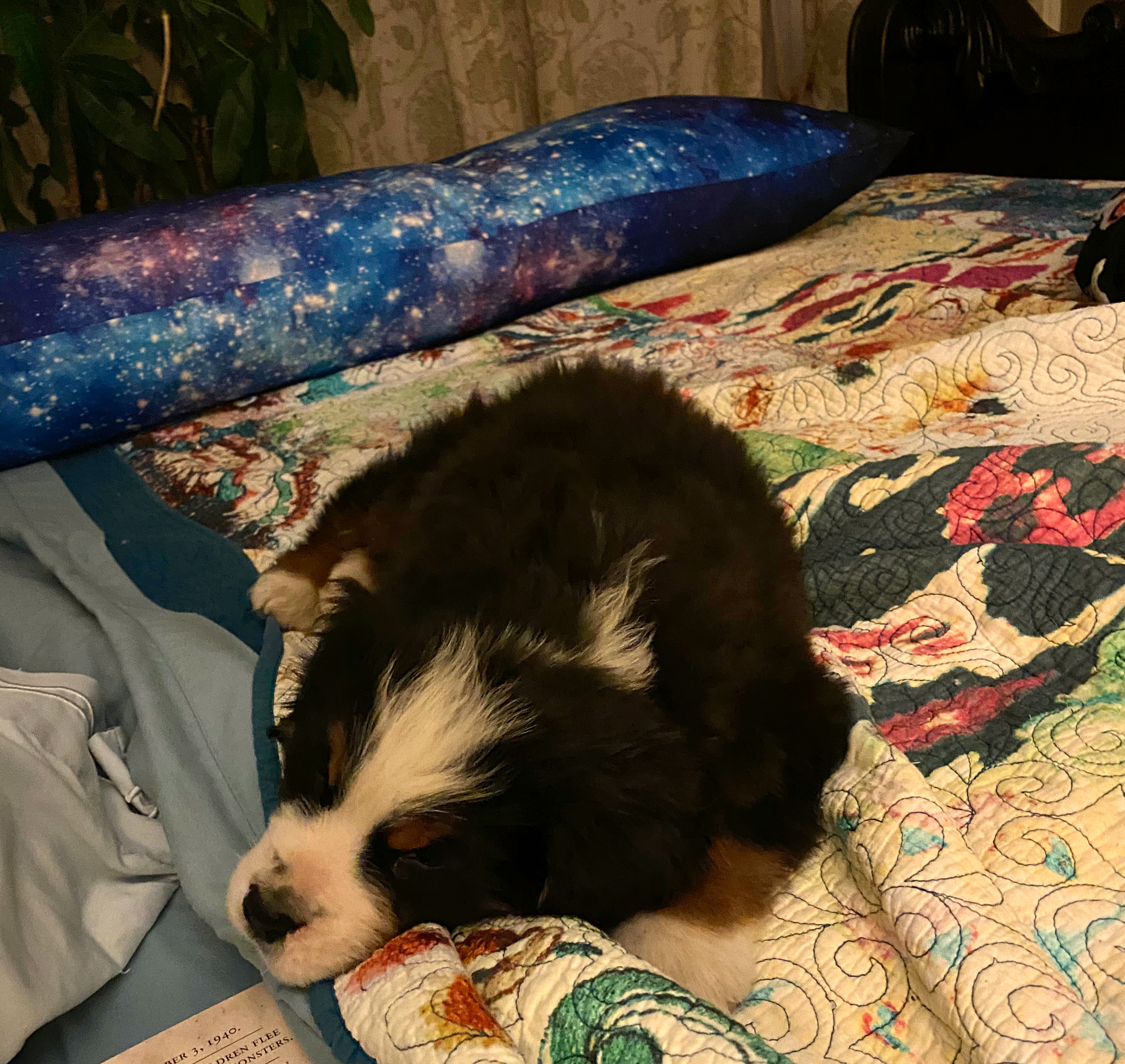 Bernese mountain dog puppy asleep