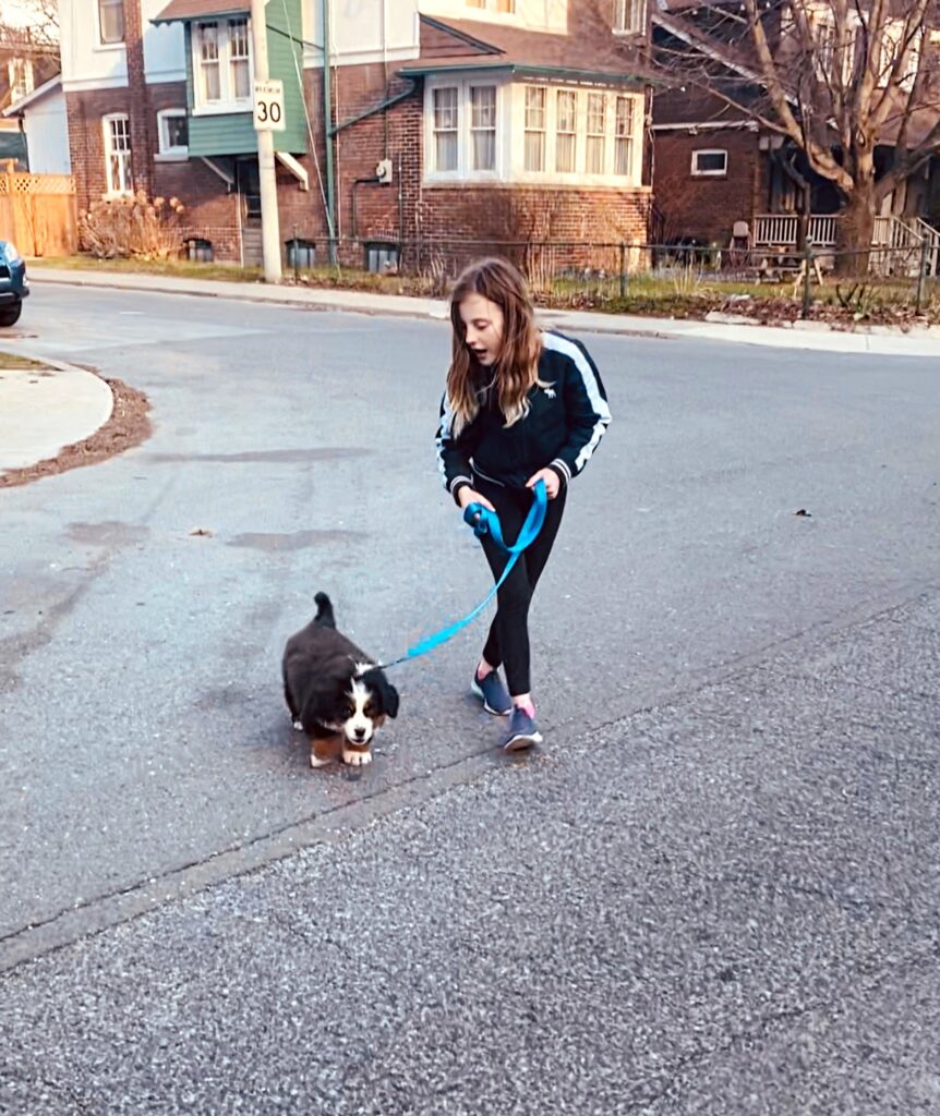 walking cute Bernese mountain dog