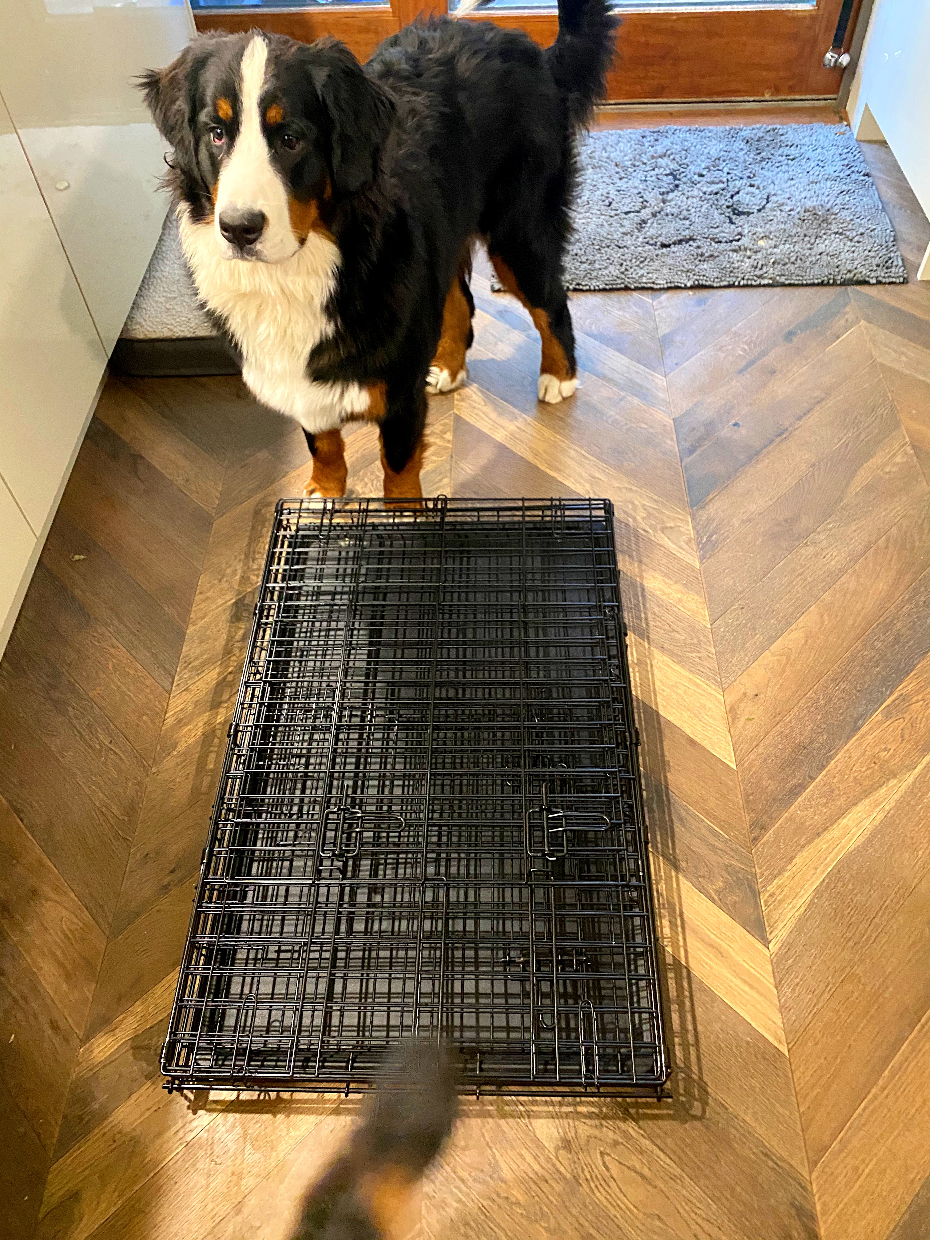 Bernese Mountain dog with crate