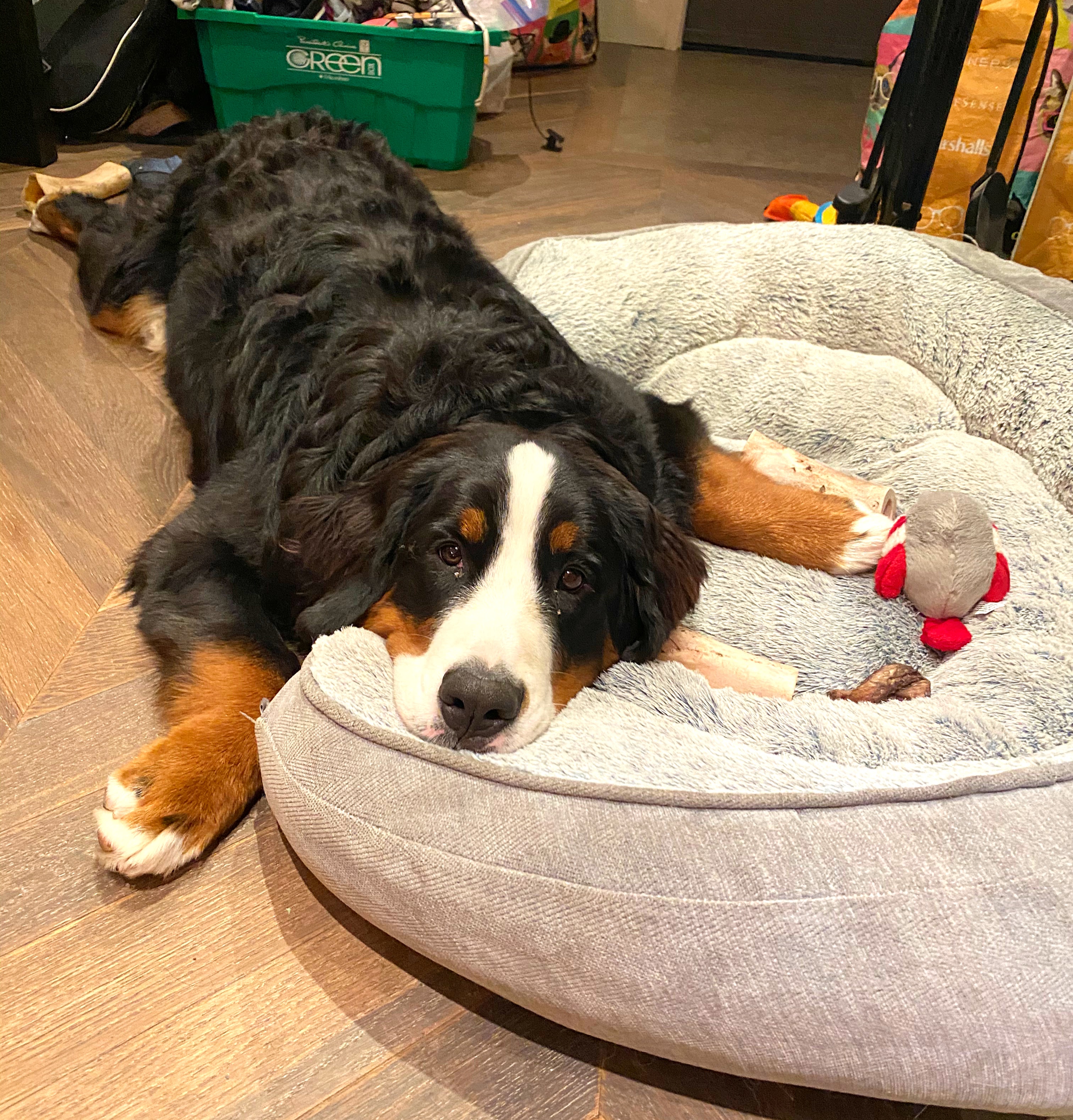 Cute happy Bernese Mountain dog puppy dog bed