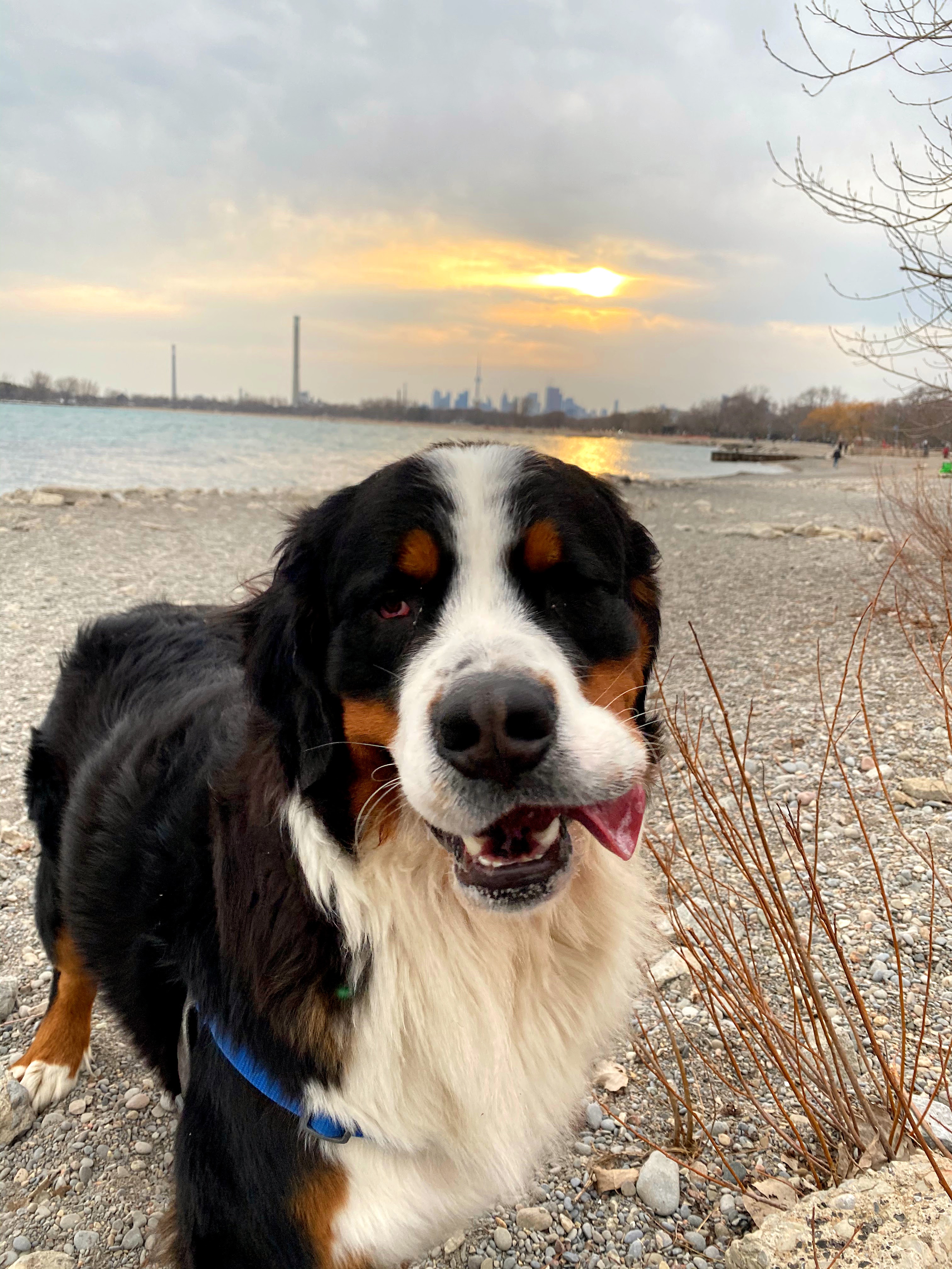 silly Bernese mountain dog