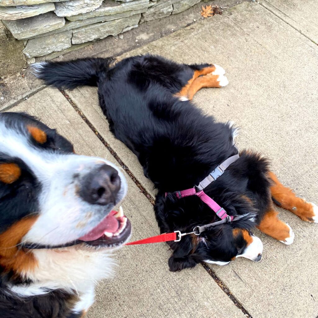 silly Bernese mountain dogs