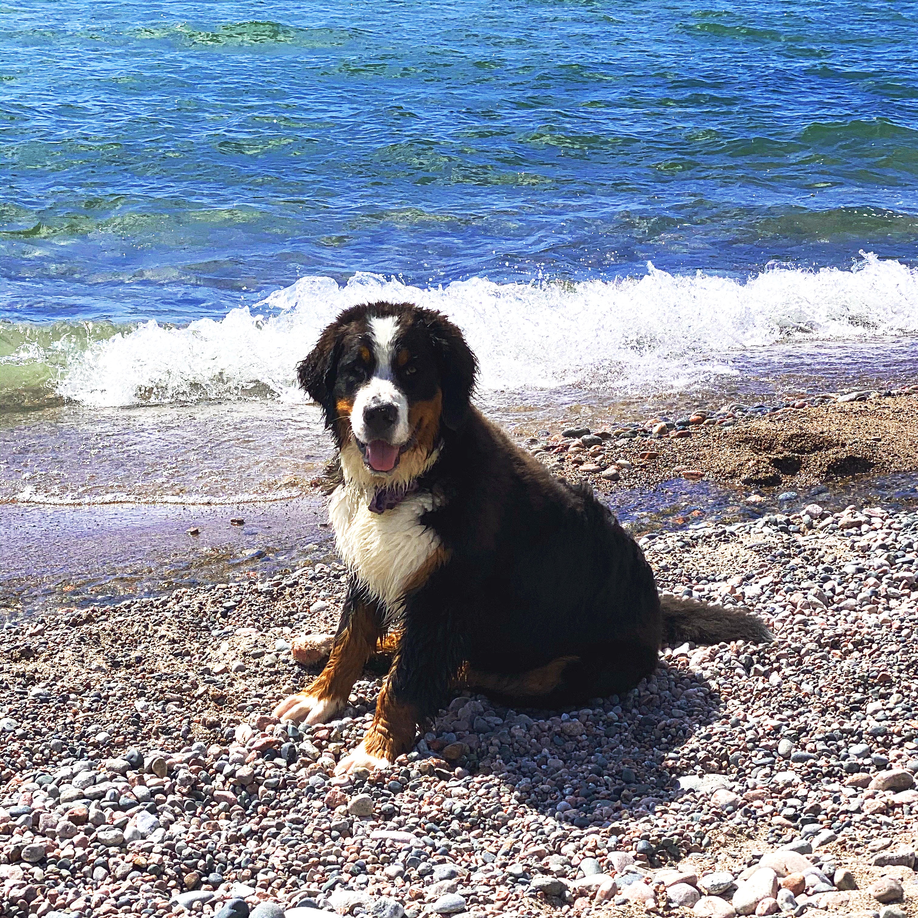 Bernese mountain dog puppy training