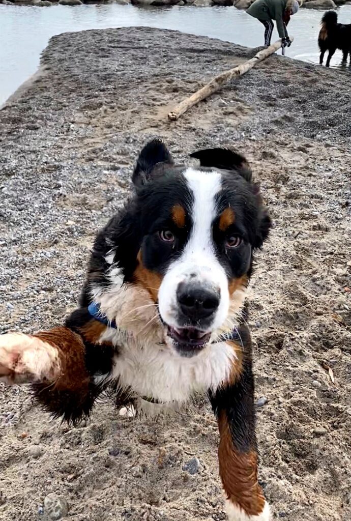 Bernese mountain dog