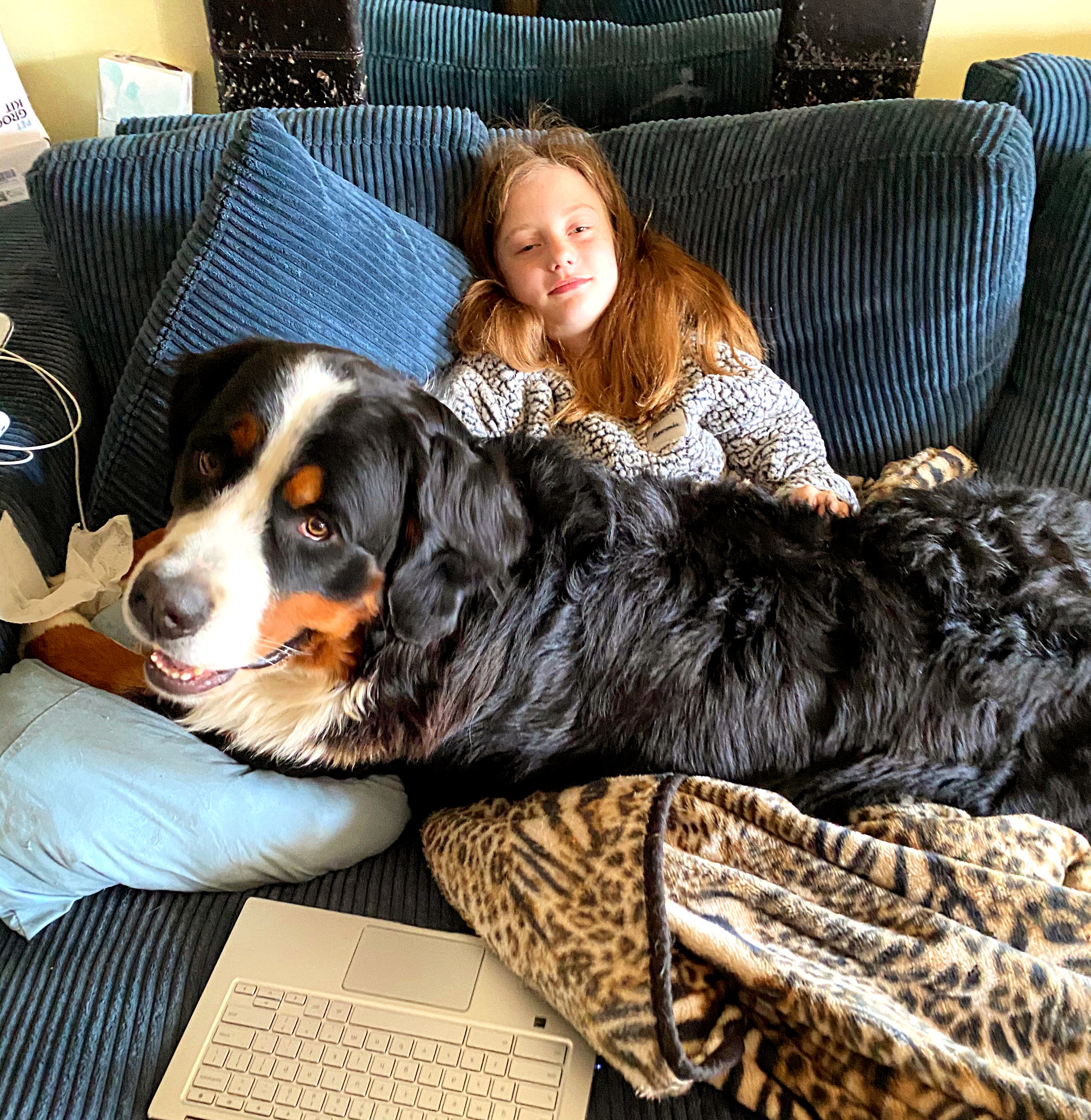 Cuddly Bernese mountain dog