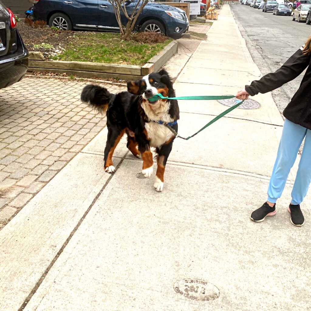 goofy cute Bernese mountain dog