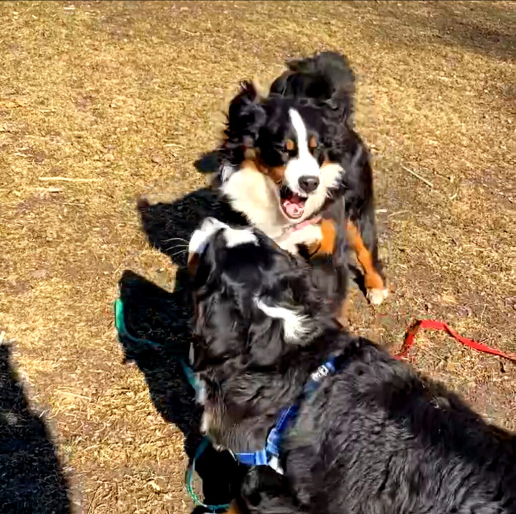 Bernese mountain dogs wrestle