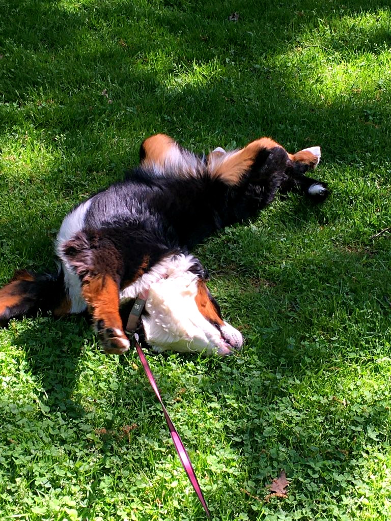 happy Bernese mountain dog in grass park