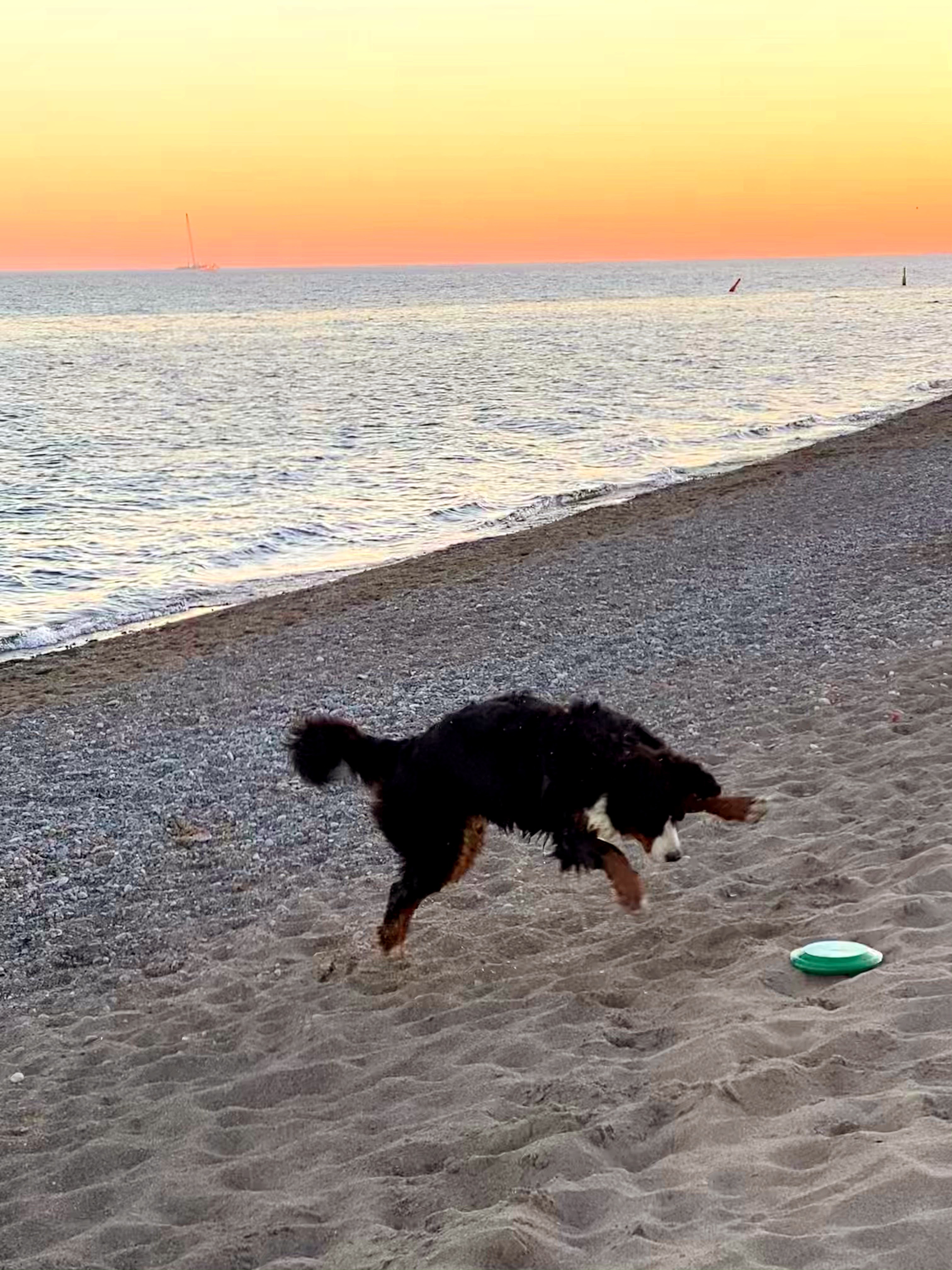 Bernese mountain dog puppy training