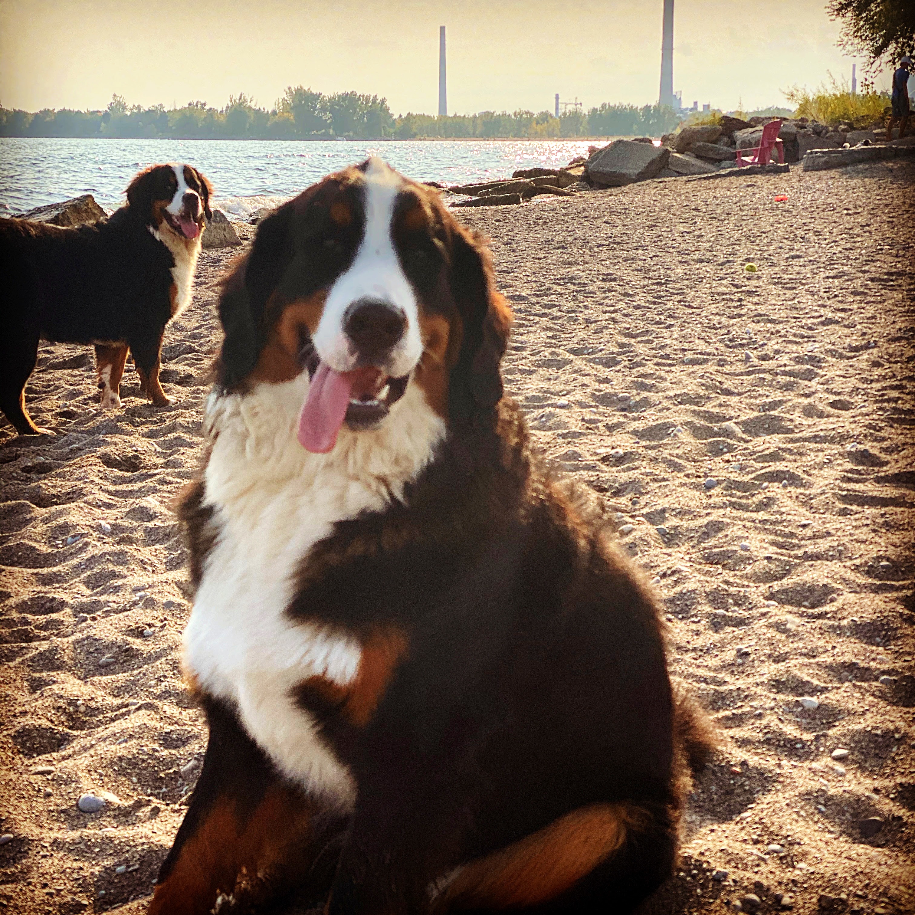 Bernese mountain dog puppy training