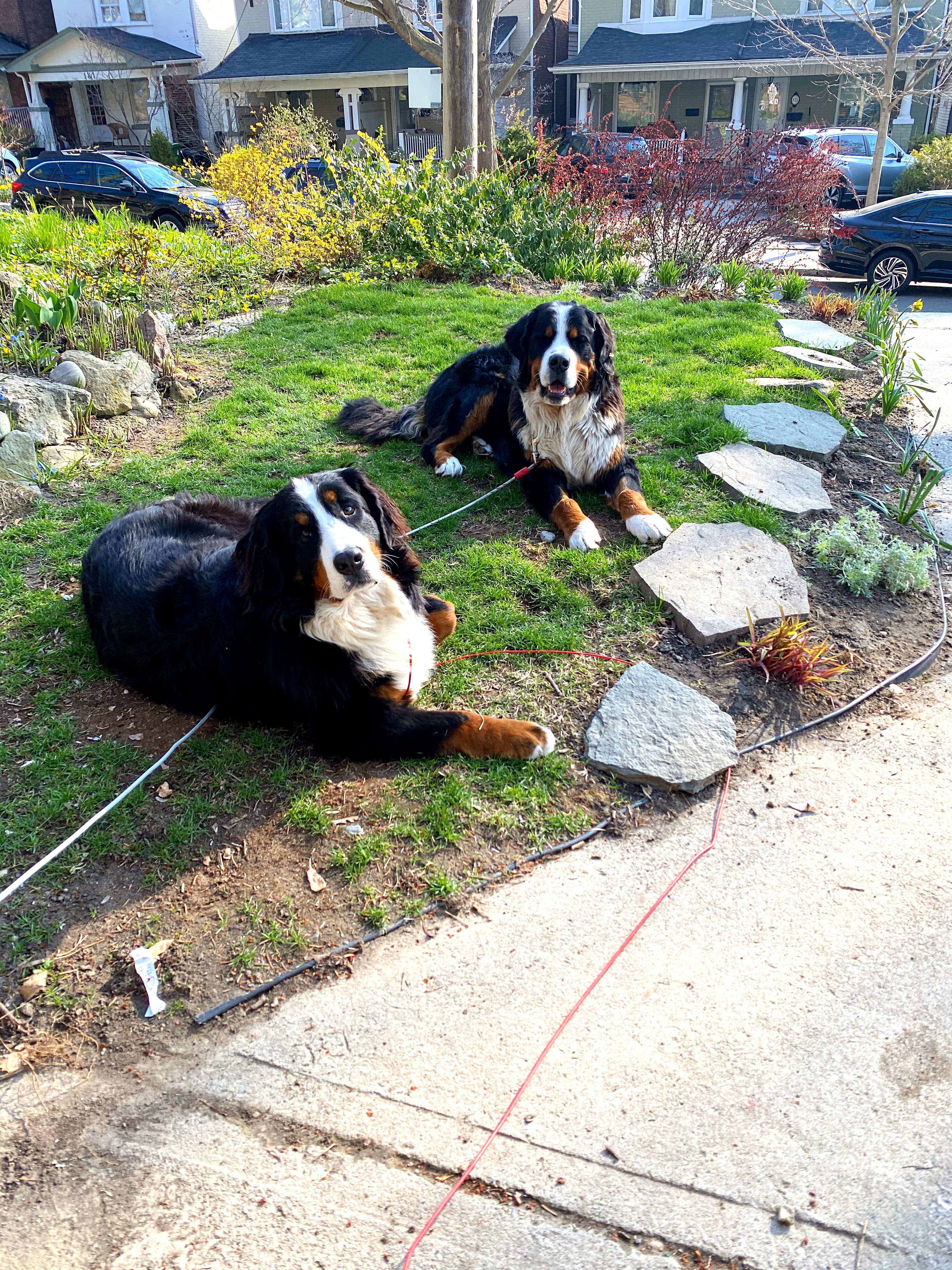 Bernese mountain dogs 