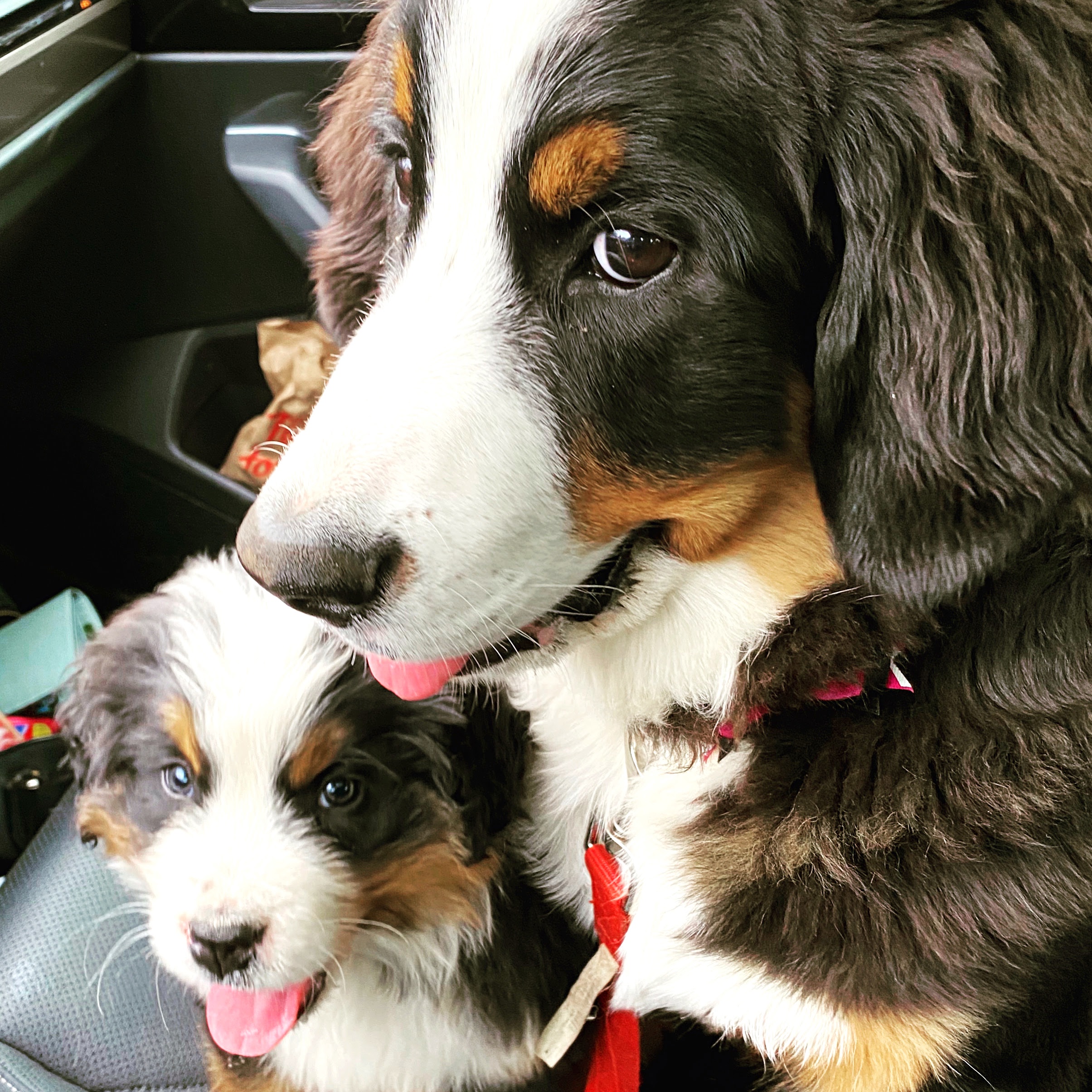 Bernese mountain dog puppy training