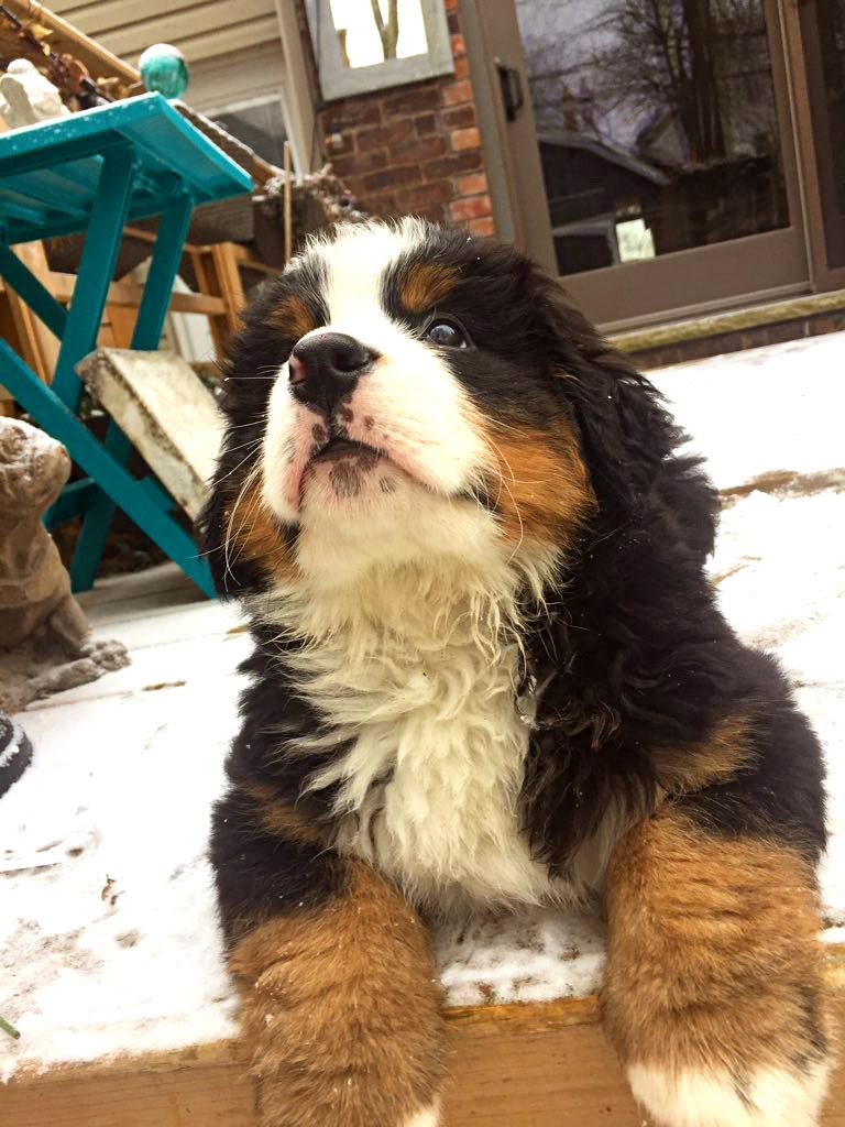 37+ Bernese Mountain Dog Puppies For Sale Orange County