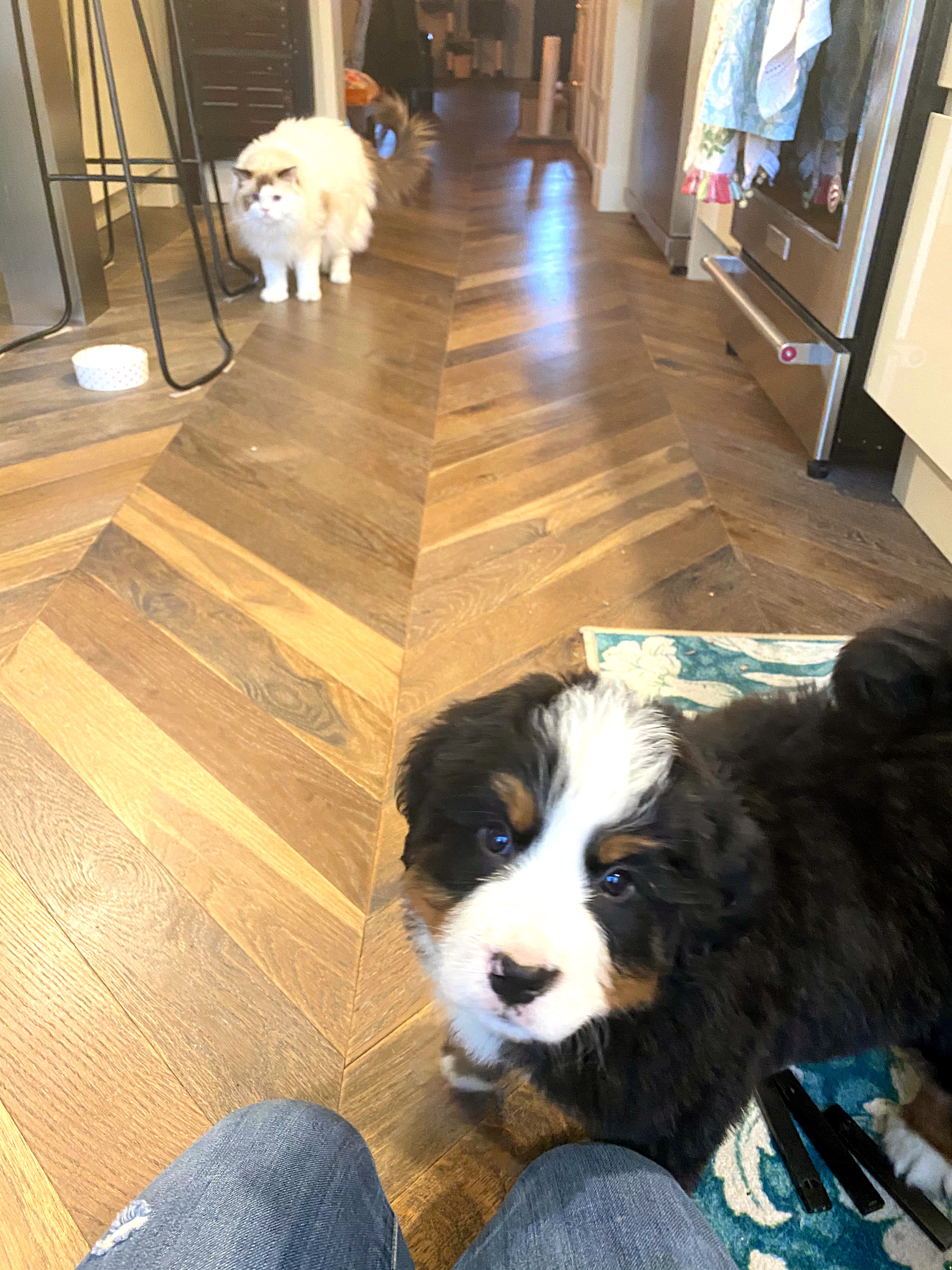 Bernese mountain dog puppy training