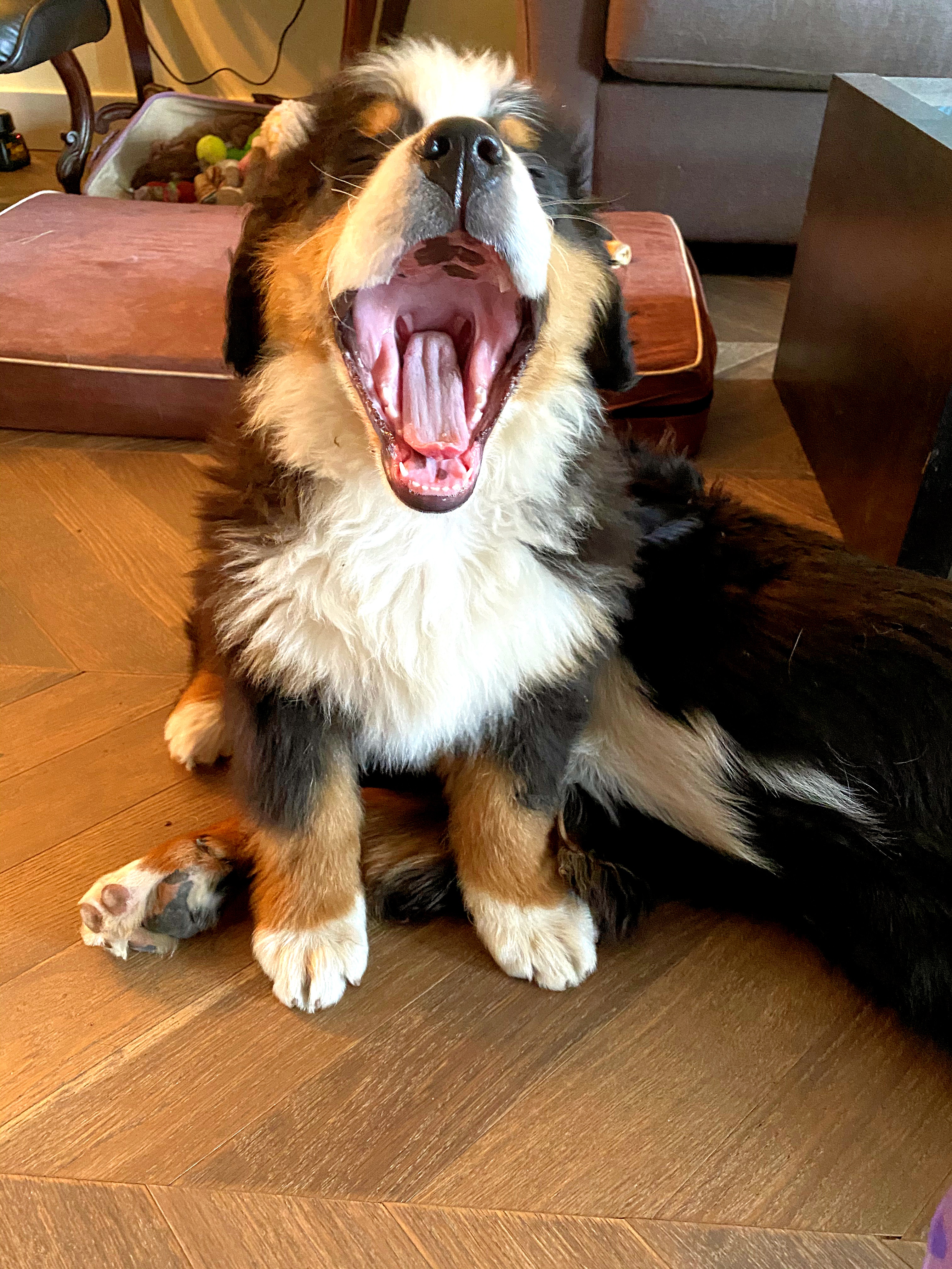 Bernese mountain dog puppy training