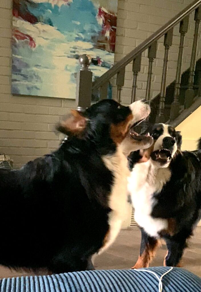 Bernese mountain dogs playing