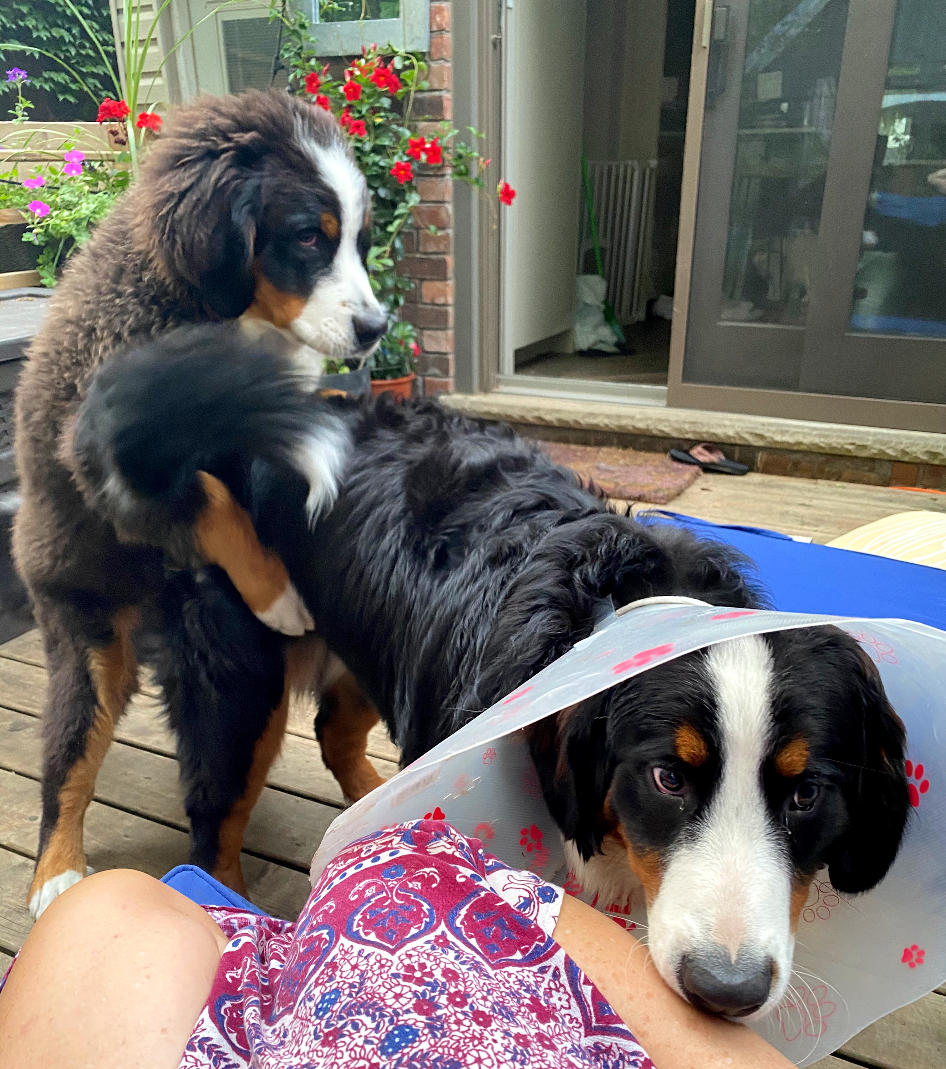 Bernese mountain dogs