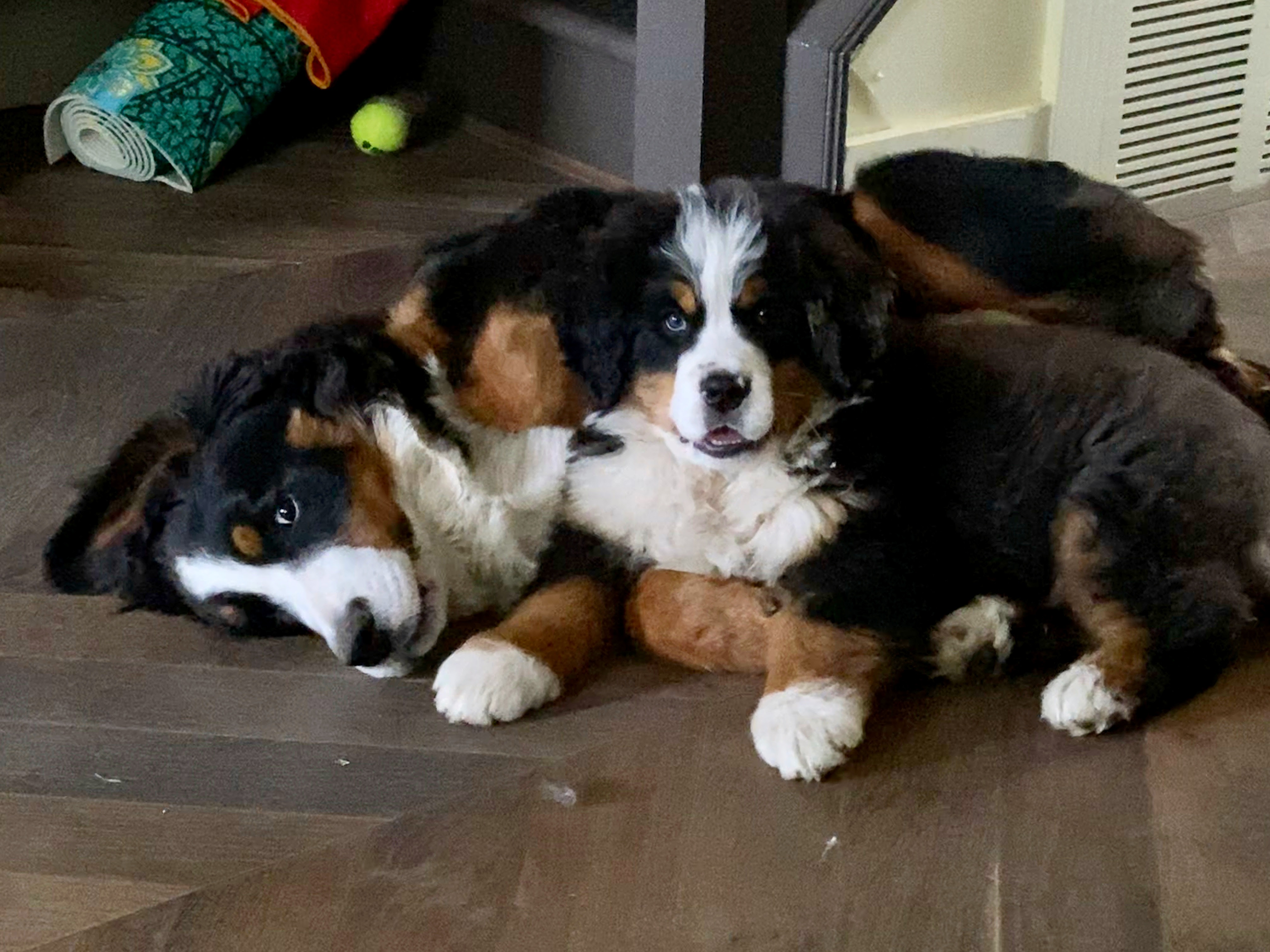 Bernese mountain dog puppies playing