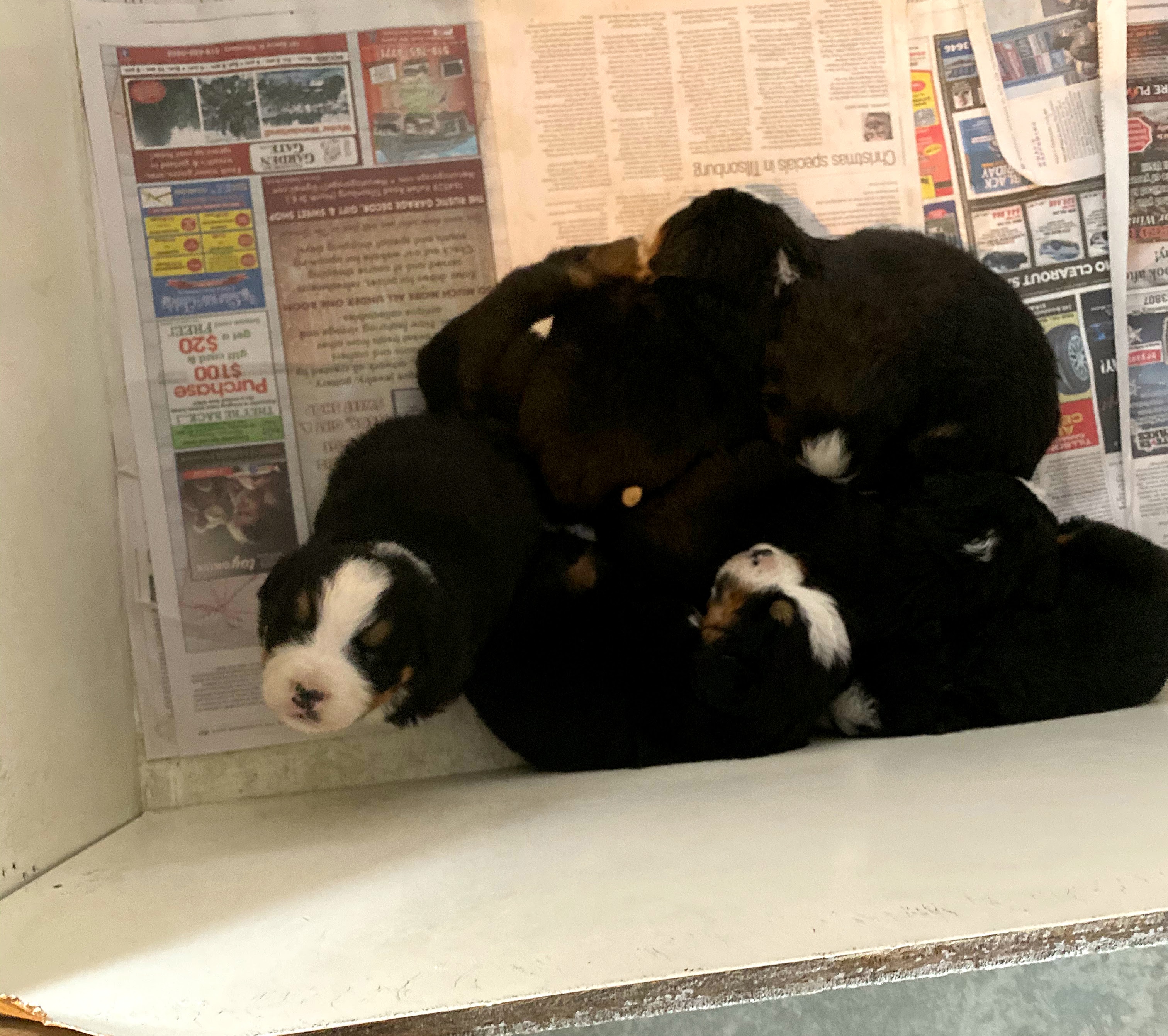 Bernese mountain dog puppies at the breeder