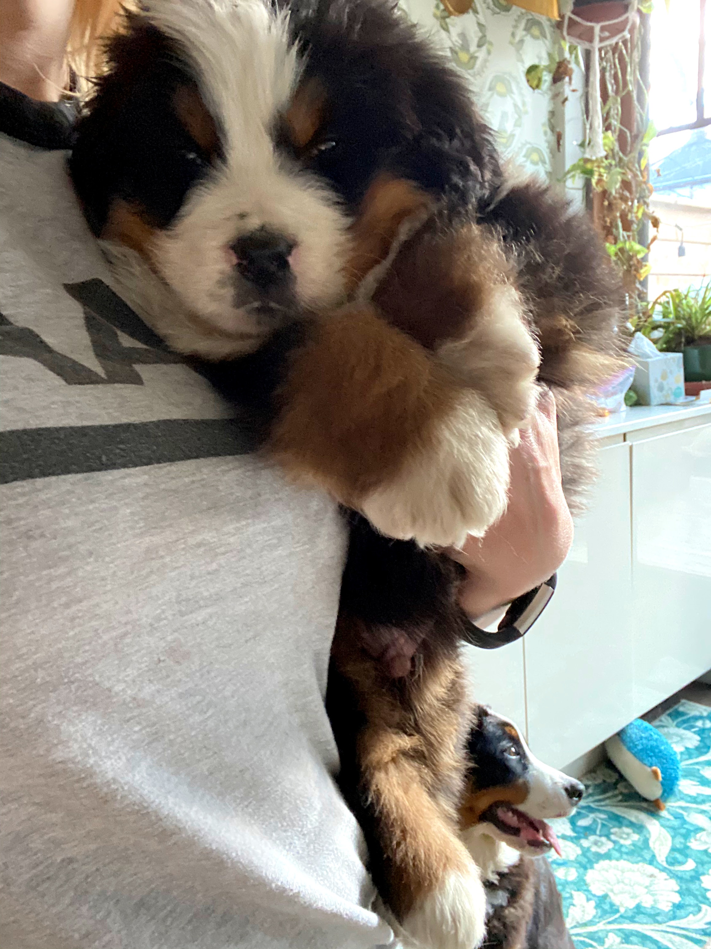 Bernese mountain dog puppy