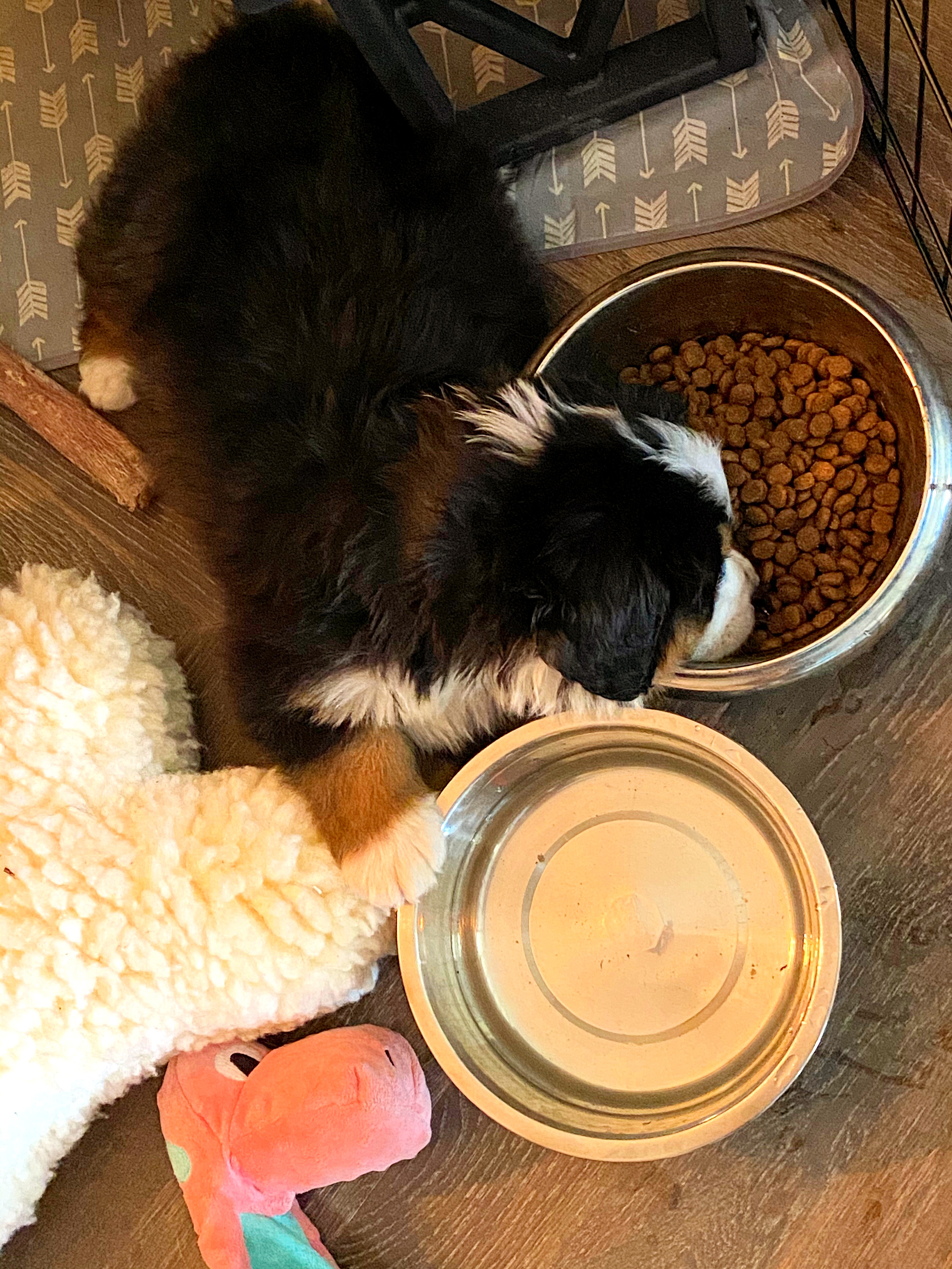 funny cute Bernese mountain dog puppy