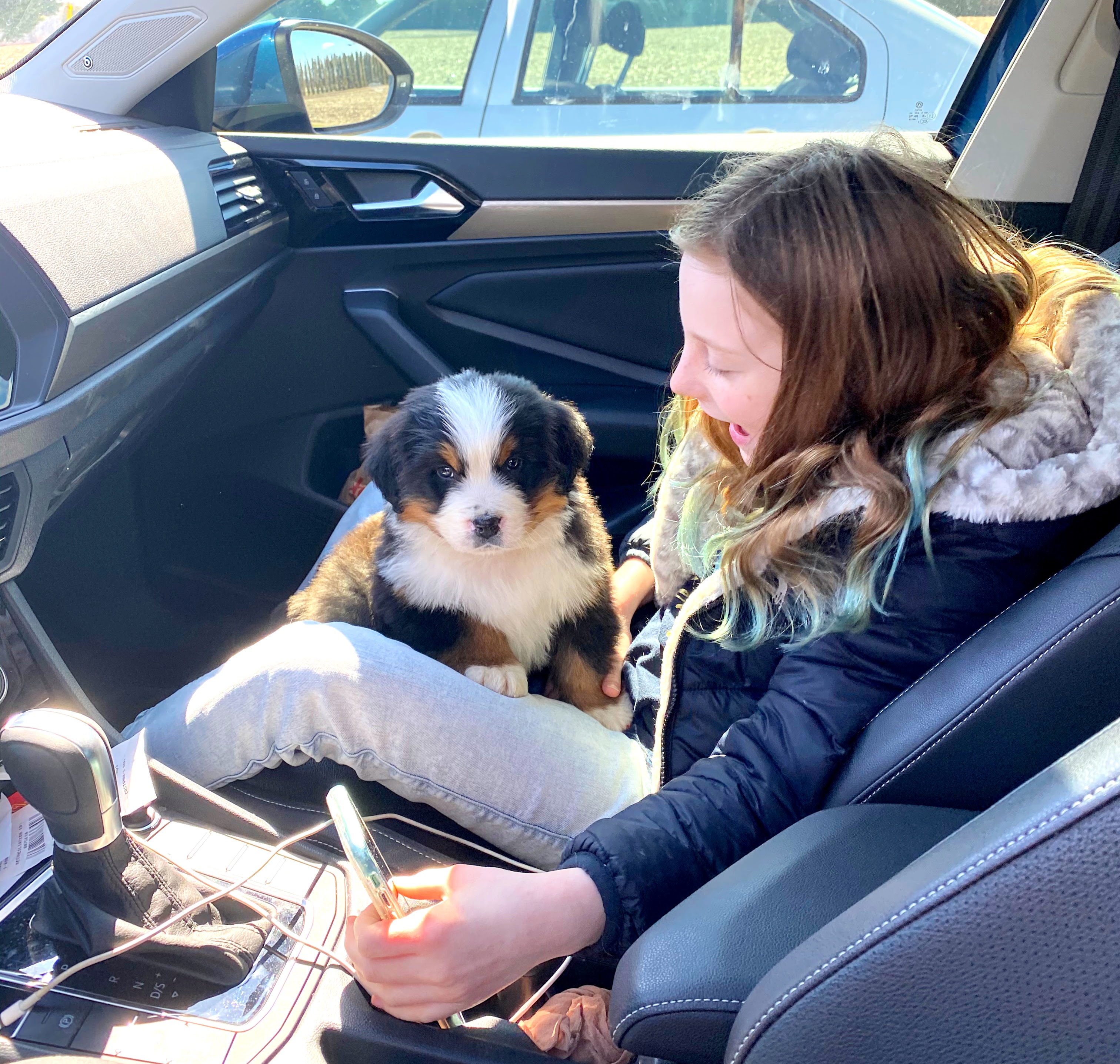 Bernese mountain dog puppy car ride