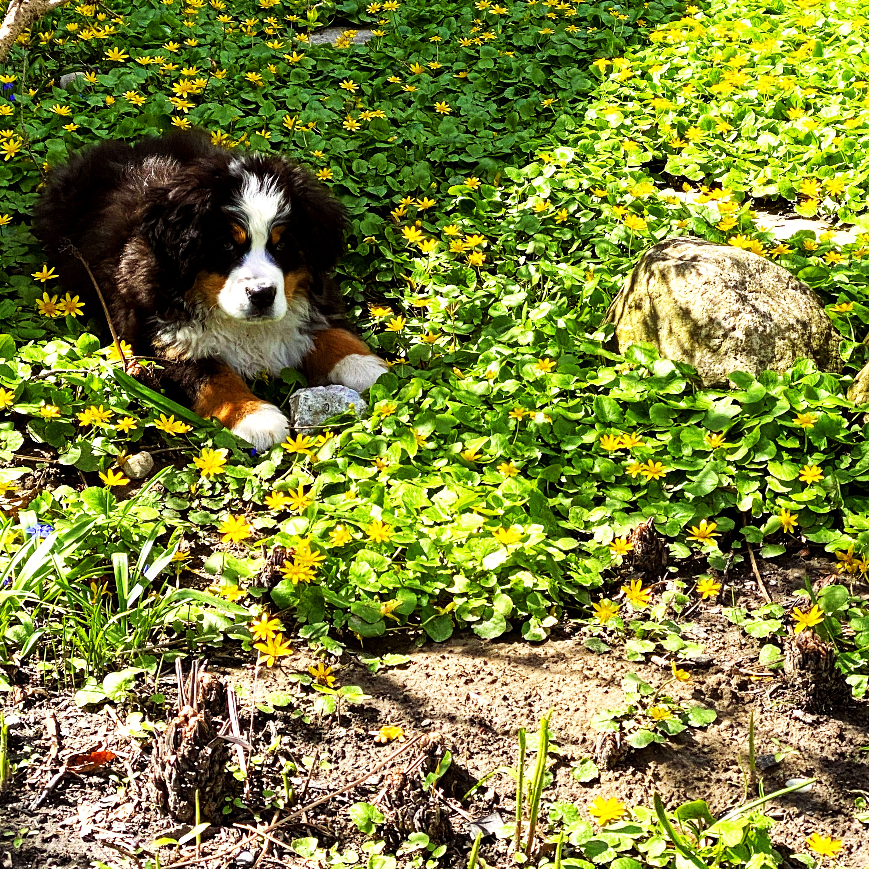 spring tips for pet owners