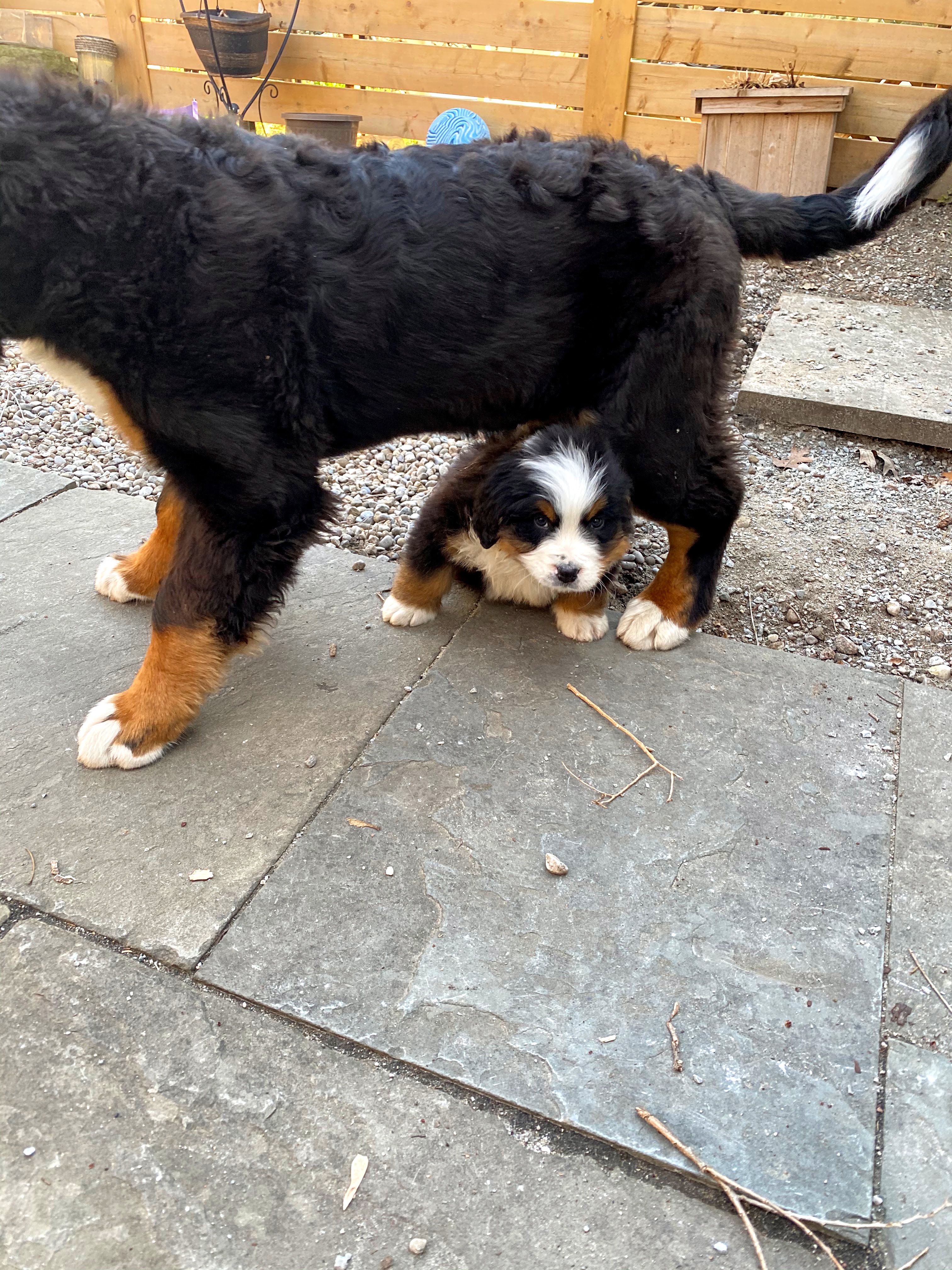 Bernese mountain dog puppies