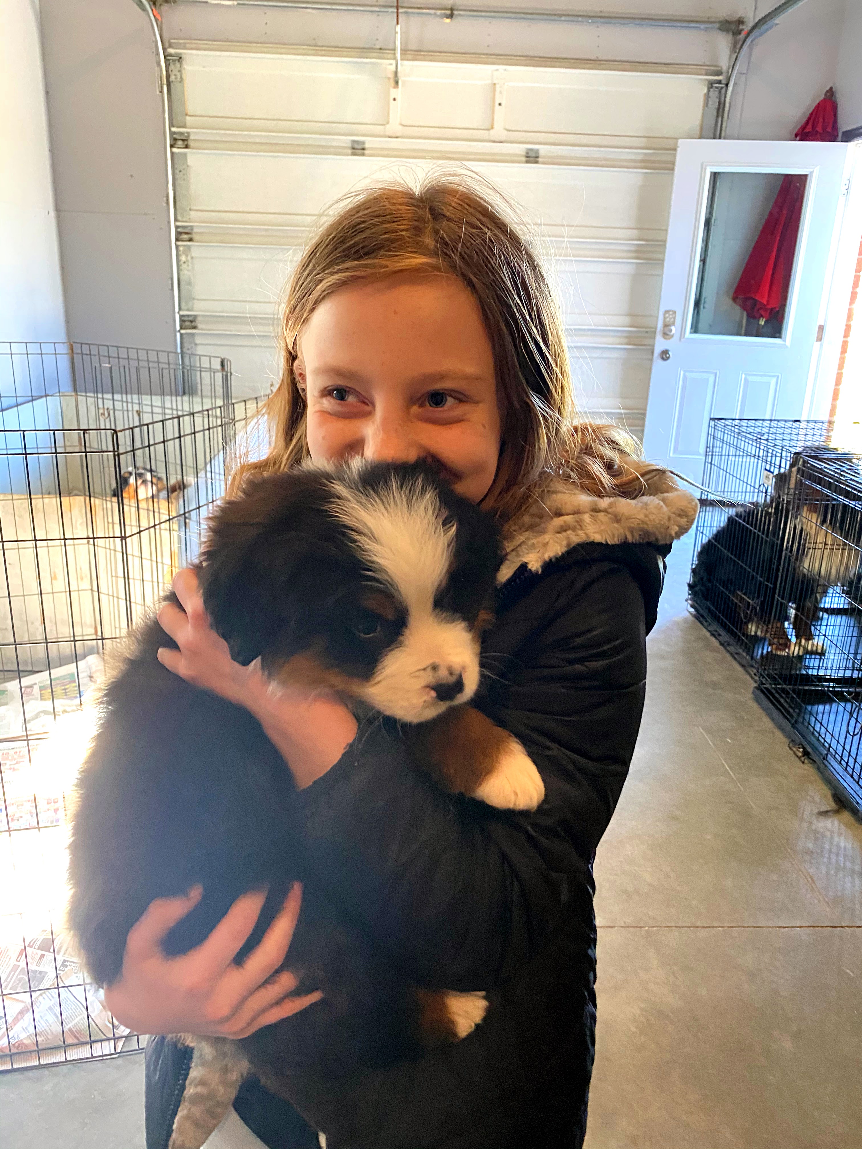 Bernese mountain dog puppy breeder