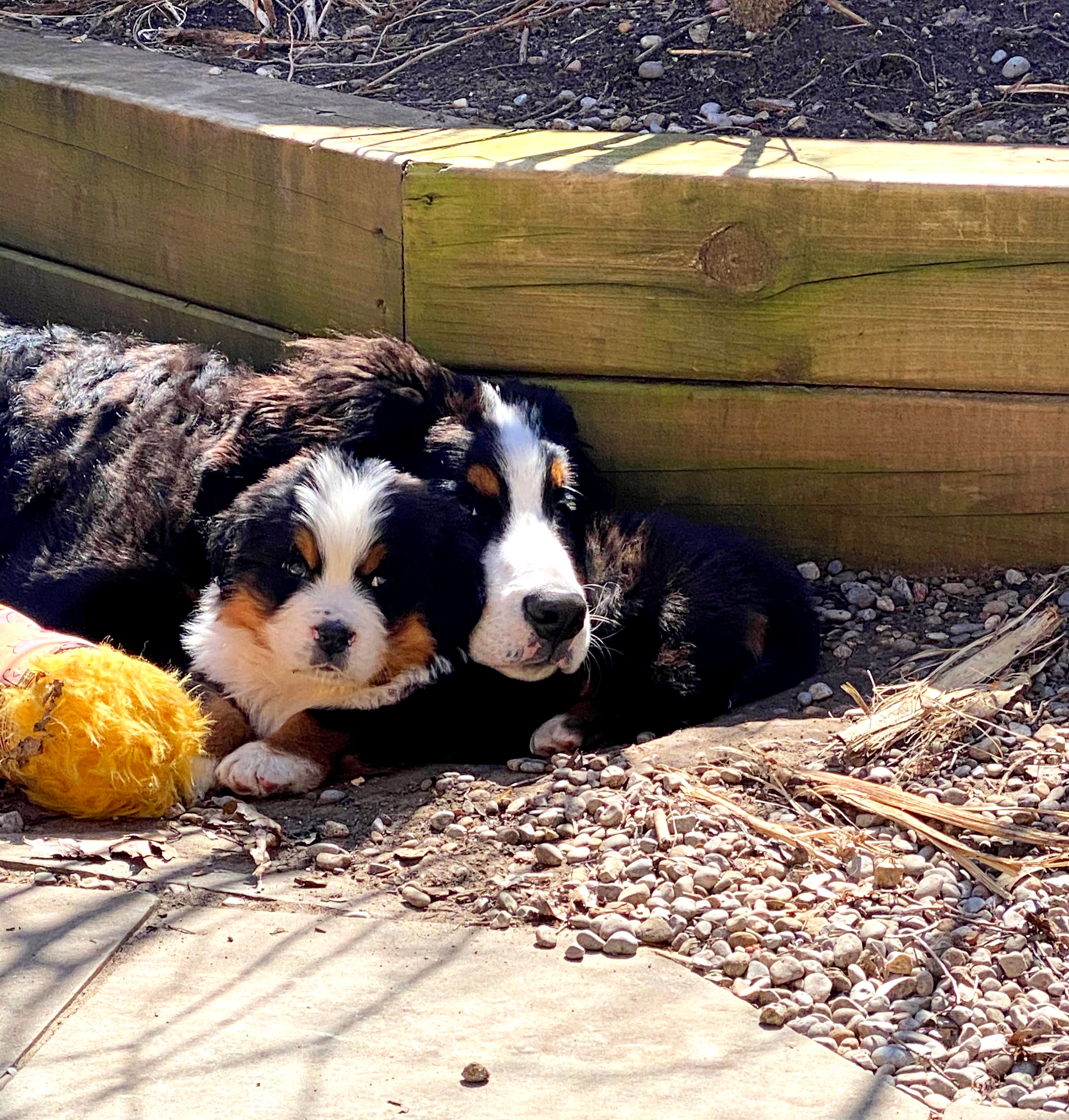 Bernese mountain dog puppies