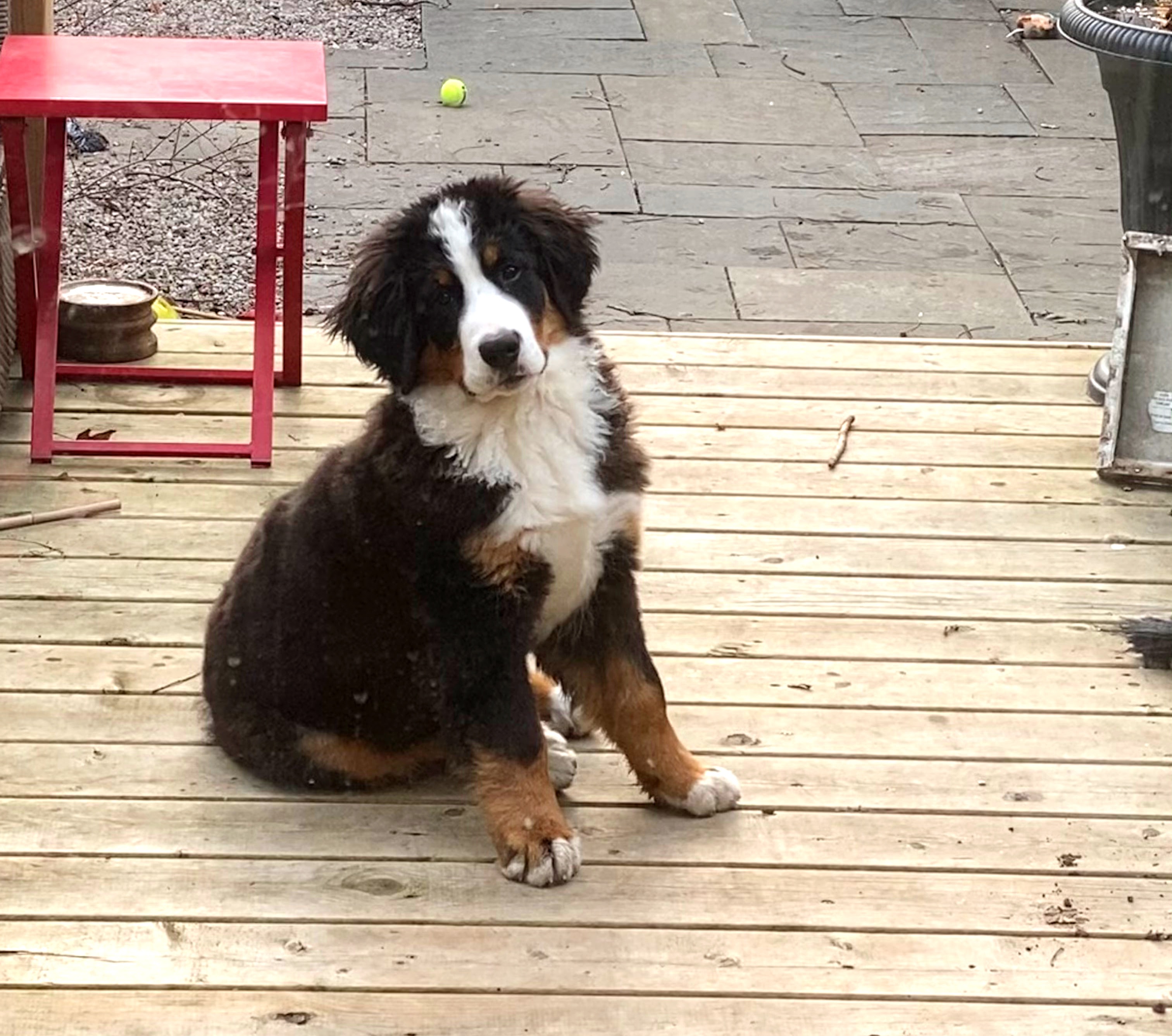 Bernese mountain dog puppy