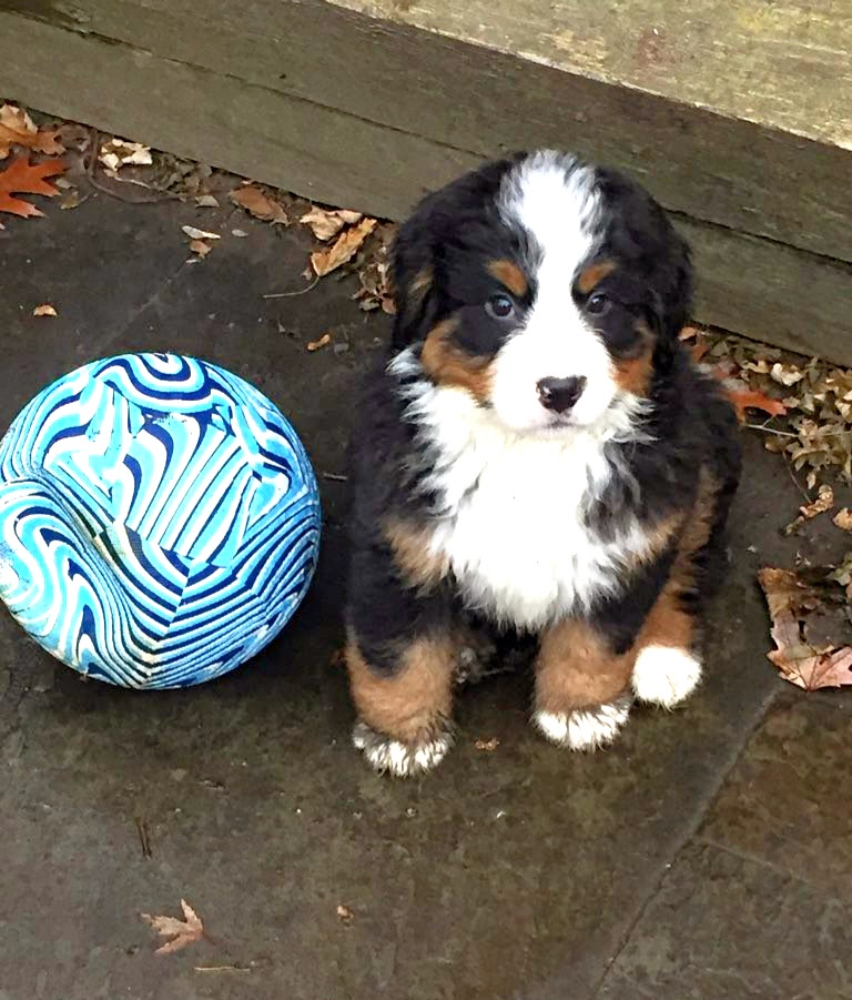 cute Bernese mountain dog puppy