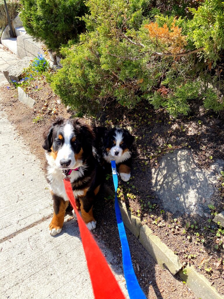 Bernese mountain dog puppies collars leashes harnesses