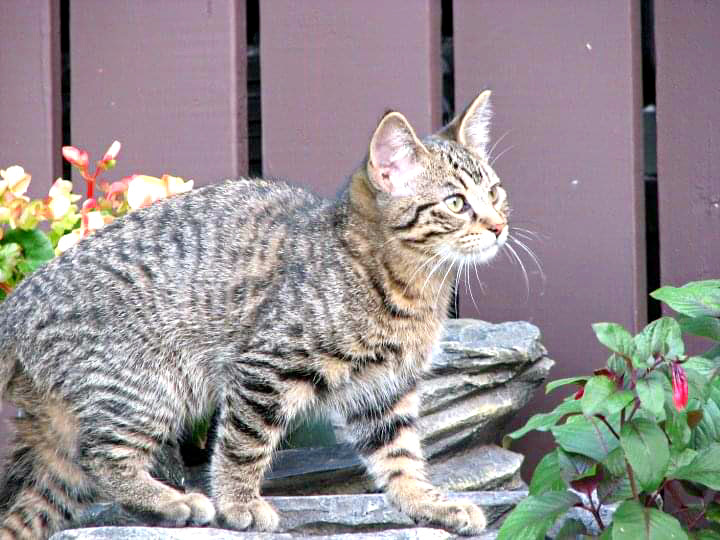 bond between people and pets cats dogs