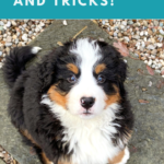 bringing home new puppy tips and tricks