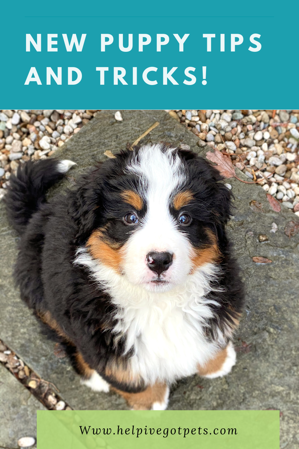 Unusual Things You Need To Know For A New Puppy