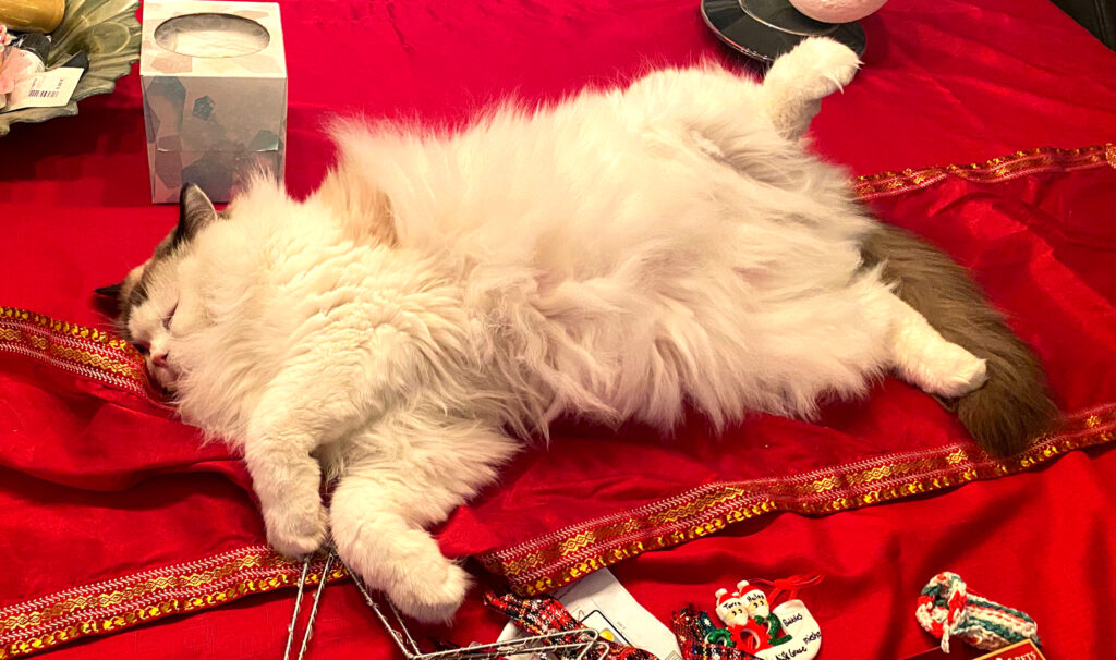 Ragdoll cat sleeping on his back