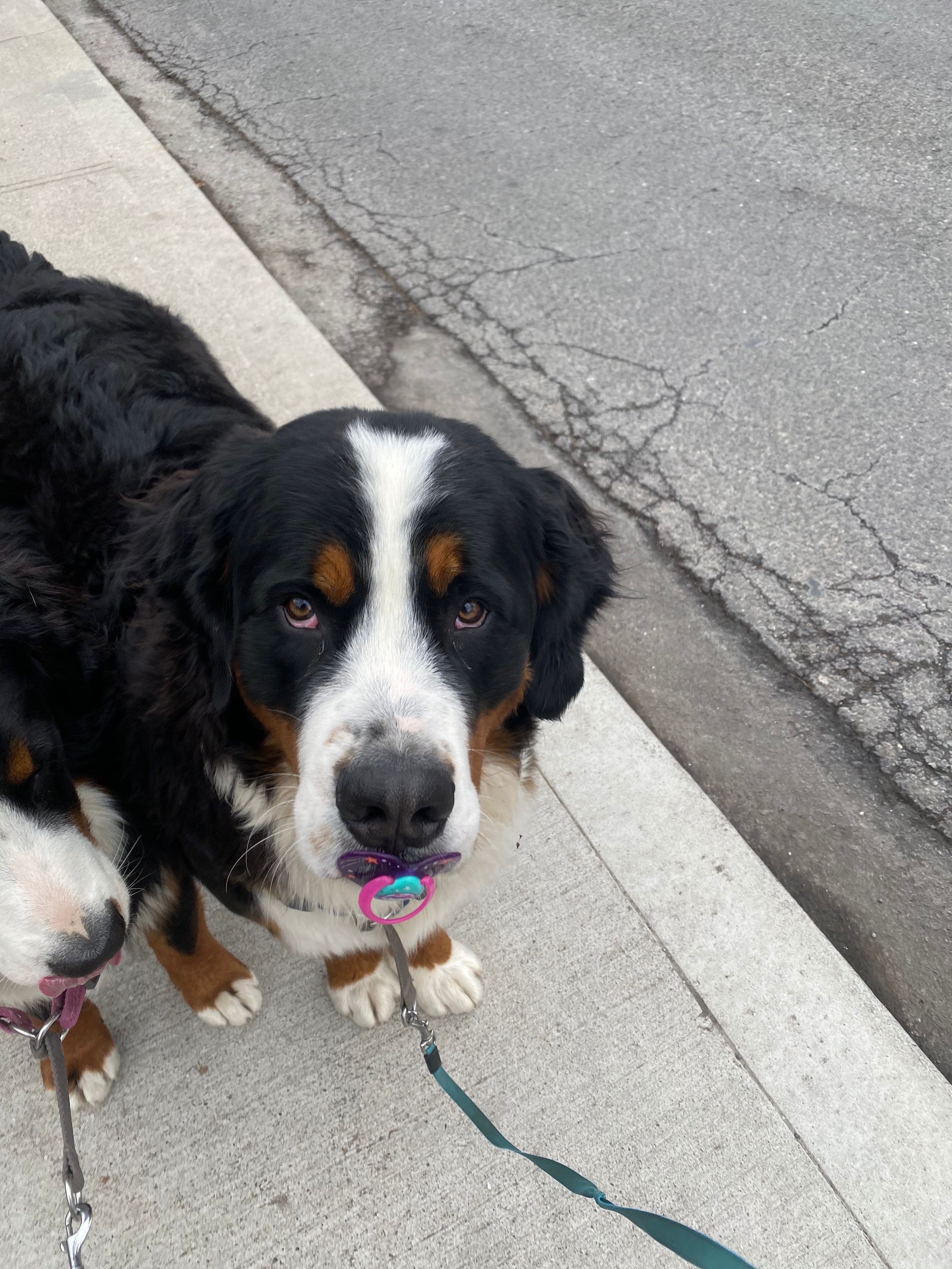 funny Bernese mountain dog