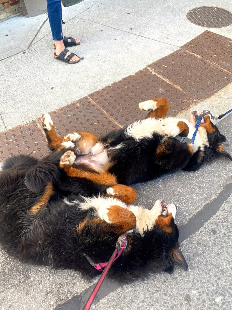 Bernese mountain dogs woof walk challenge dog walking