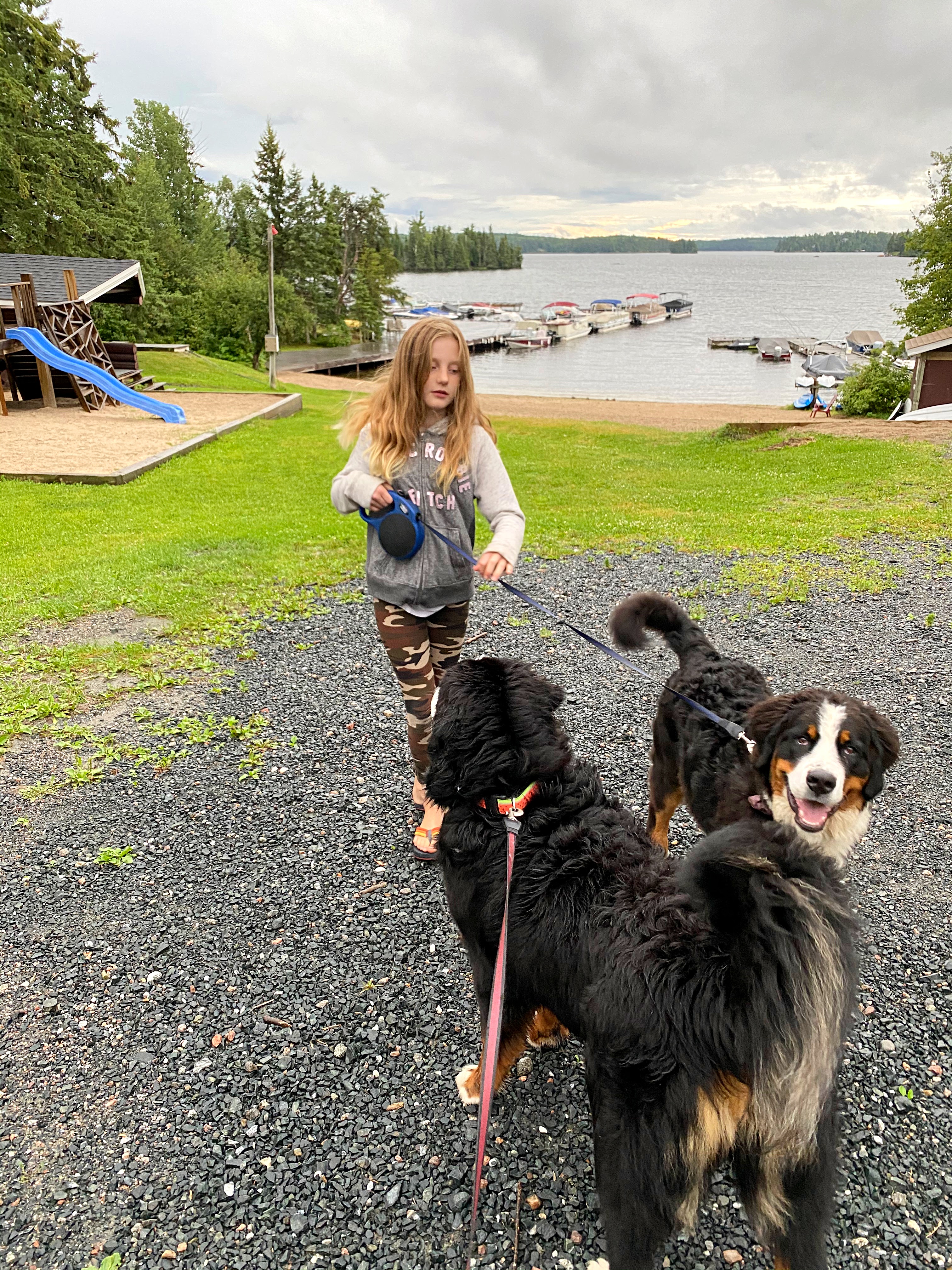 Walking Bernese mountain dogs camping