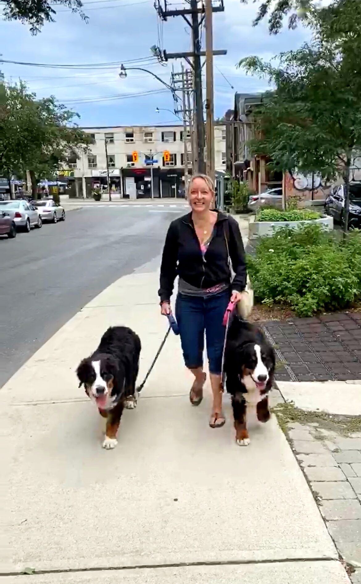 bernese mountain dog woofwalk dog walk