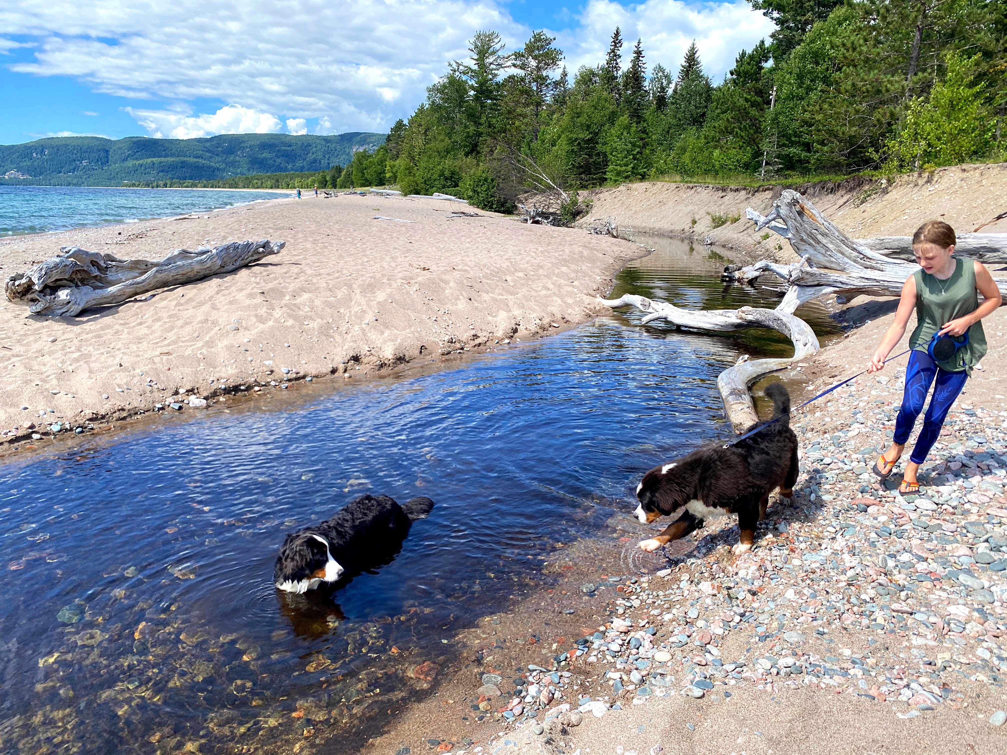 tips camping with dog