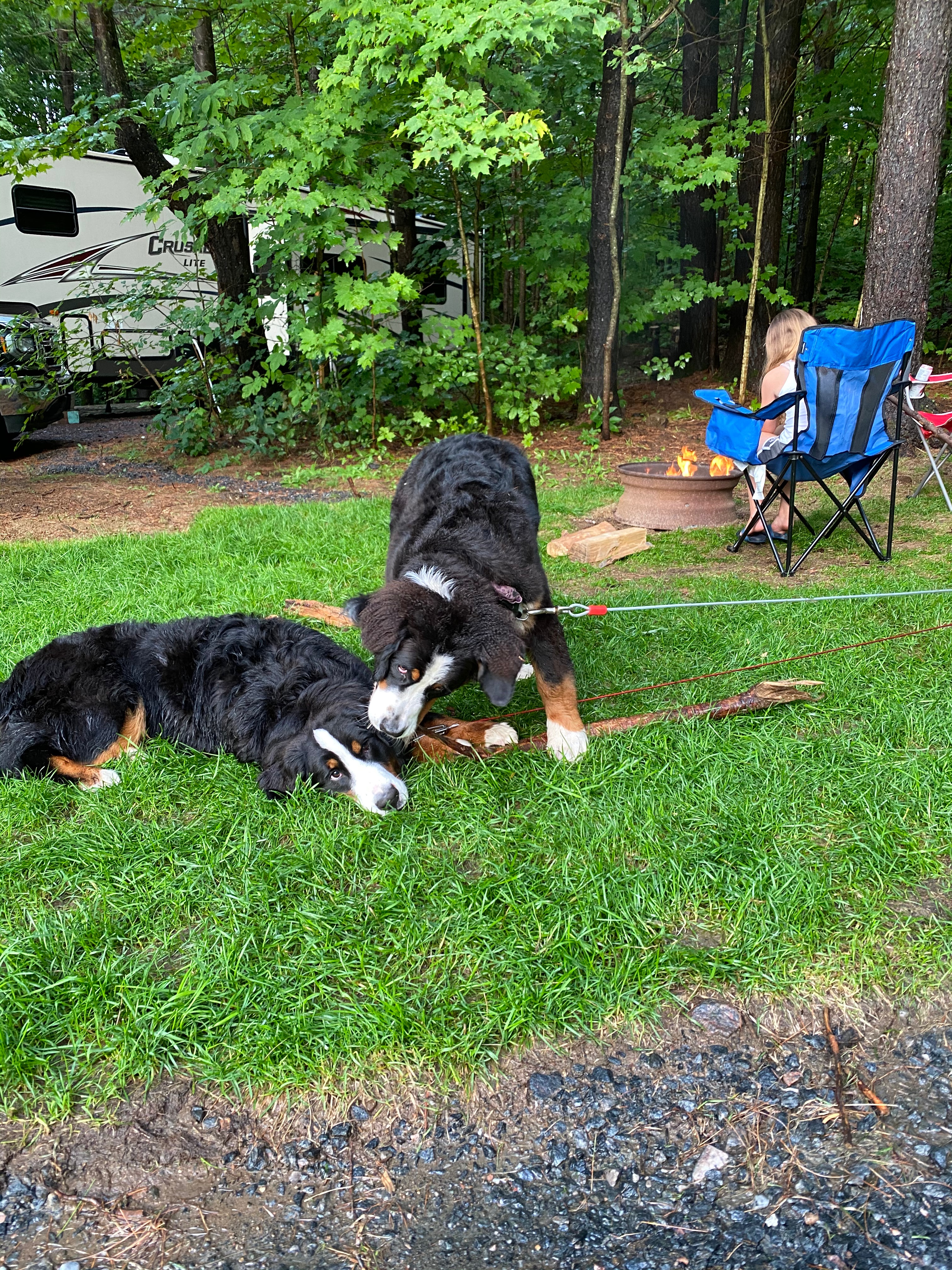 tips on camping with your dog